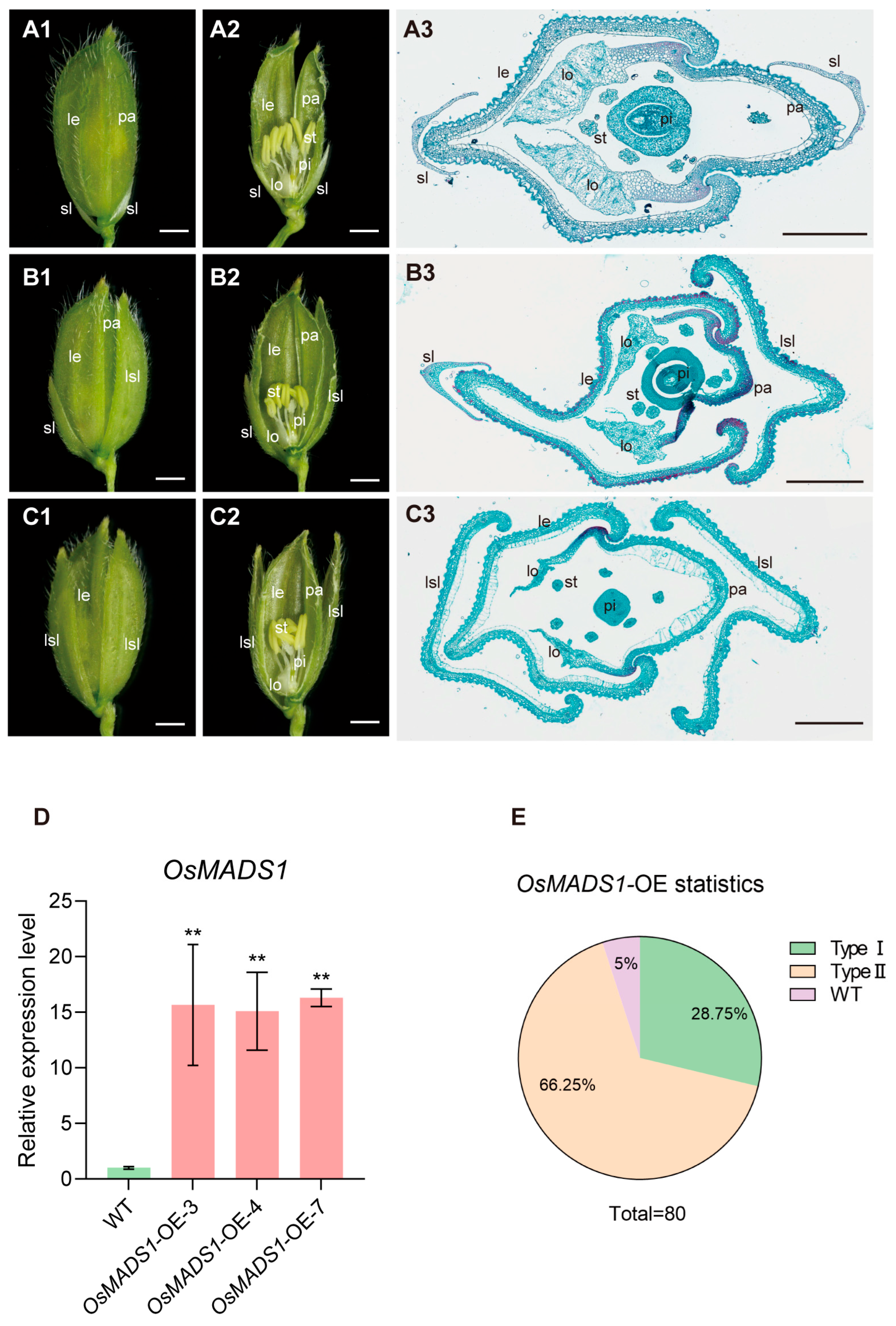 OsMADS1 Interacts with OsMADS22 and OsYABBY5 to Regulate Floral Organ ...
