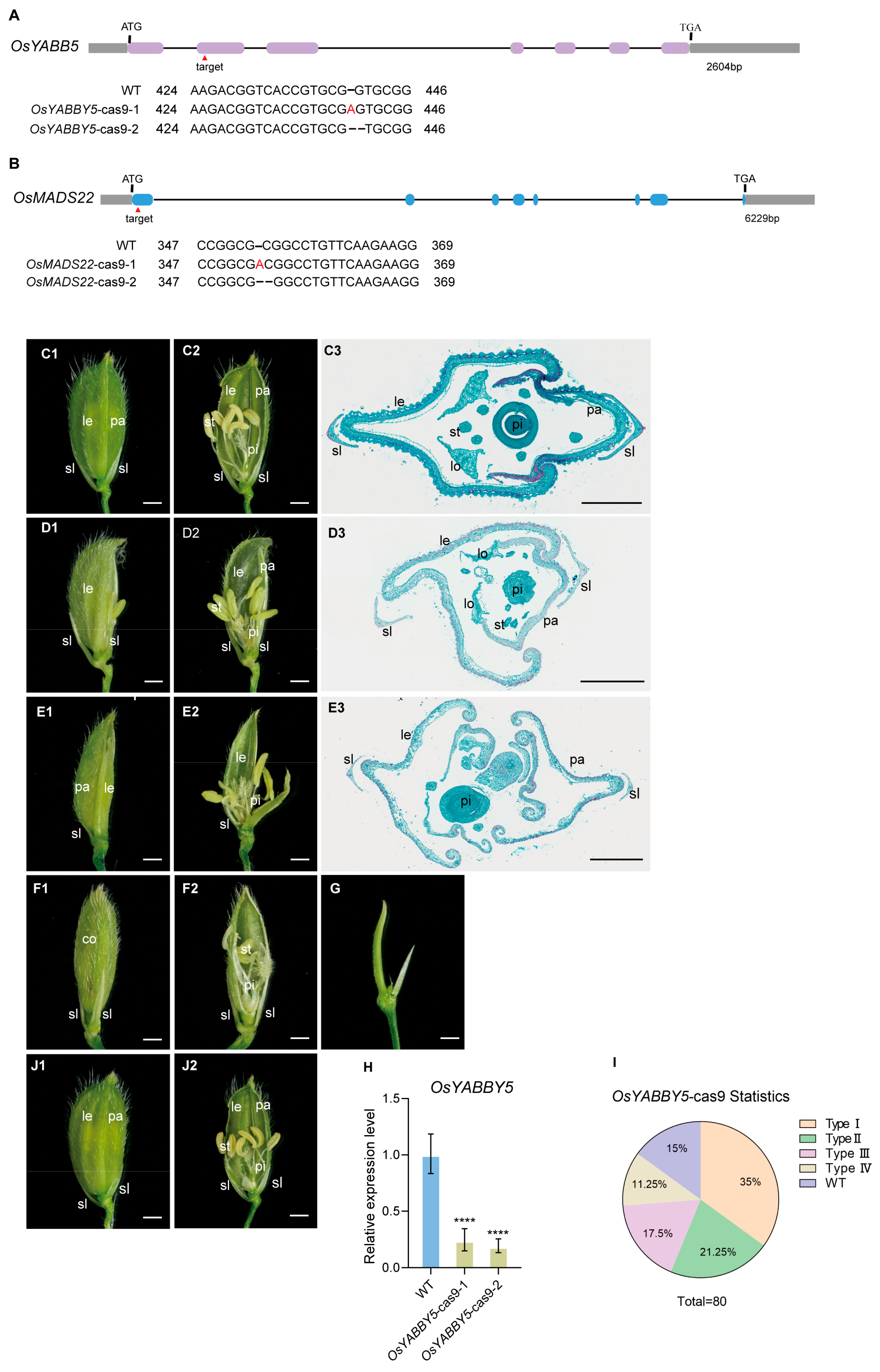 OsMADS1 Interacts with OsMADS22 and OsYABBY5 to Regulate Floral Organ ...