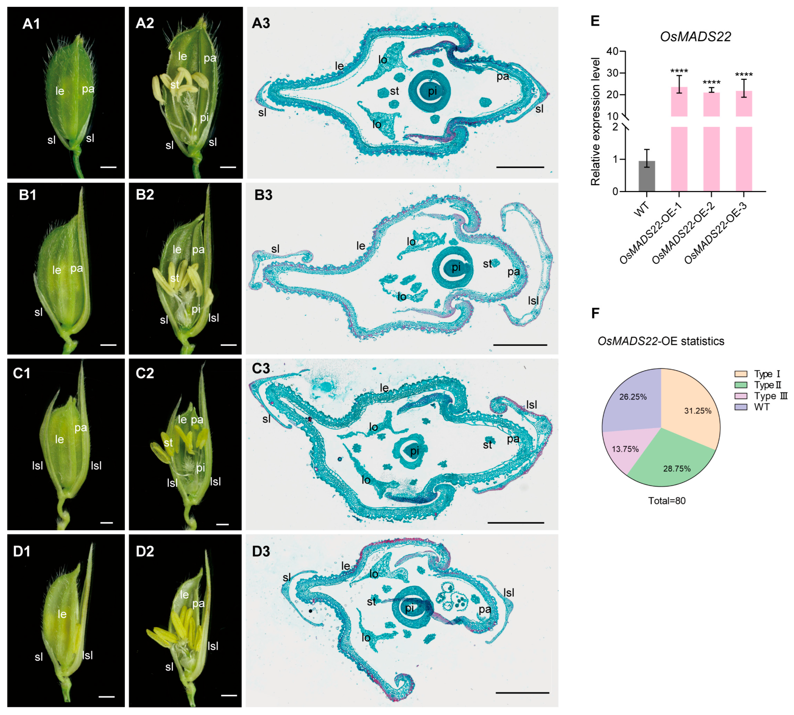 OsMADS1 Interacts with OsMADS22 and OsYABBY5 to Regulate Floral Organ ...