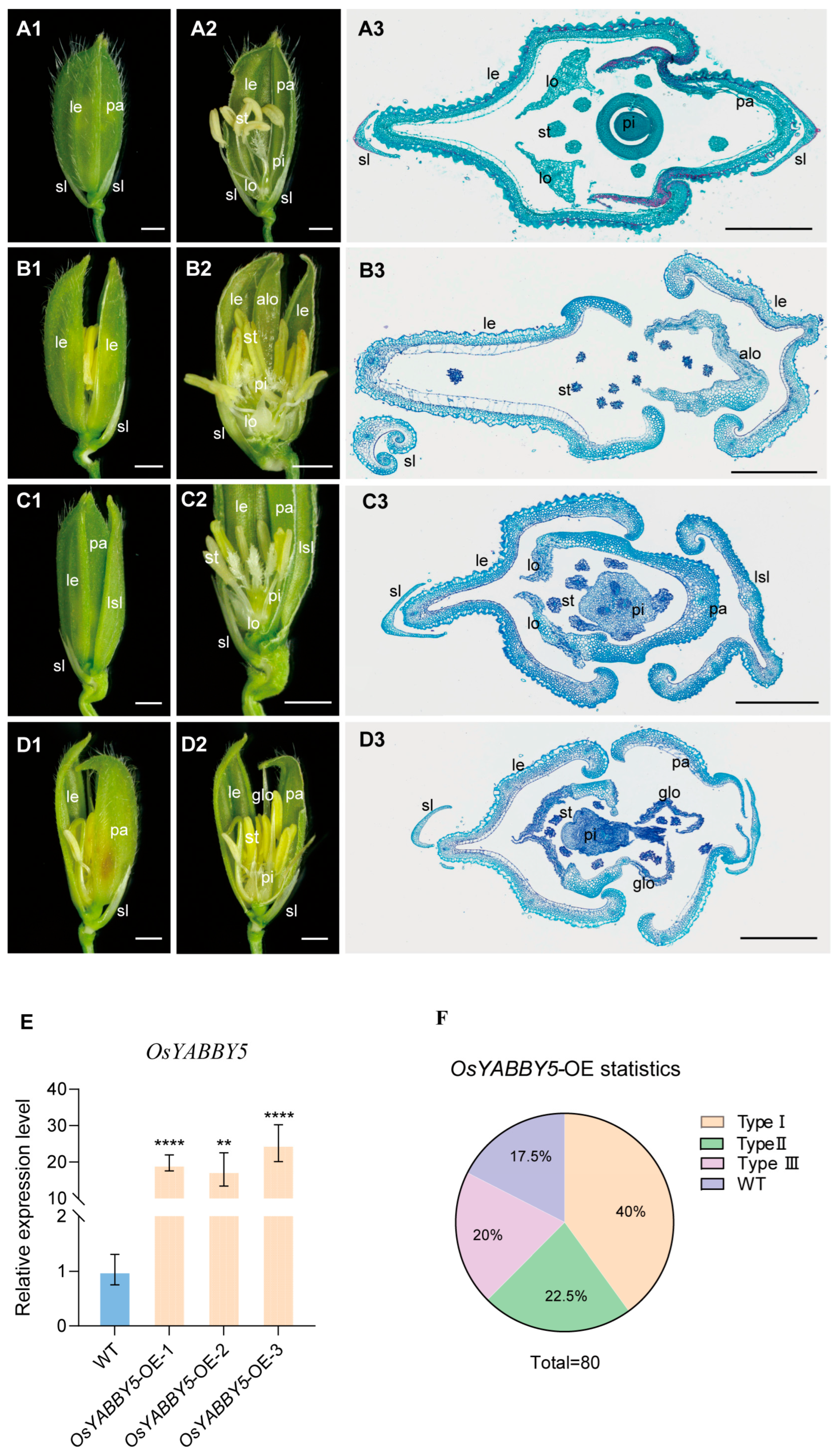 OsMADS1 Interacts with OsMADS22 and OsYABBY5 to Regulate Floral Organ ...