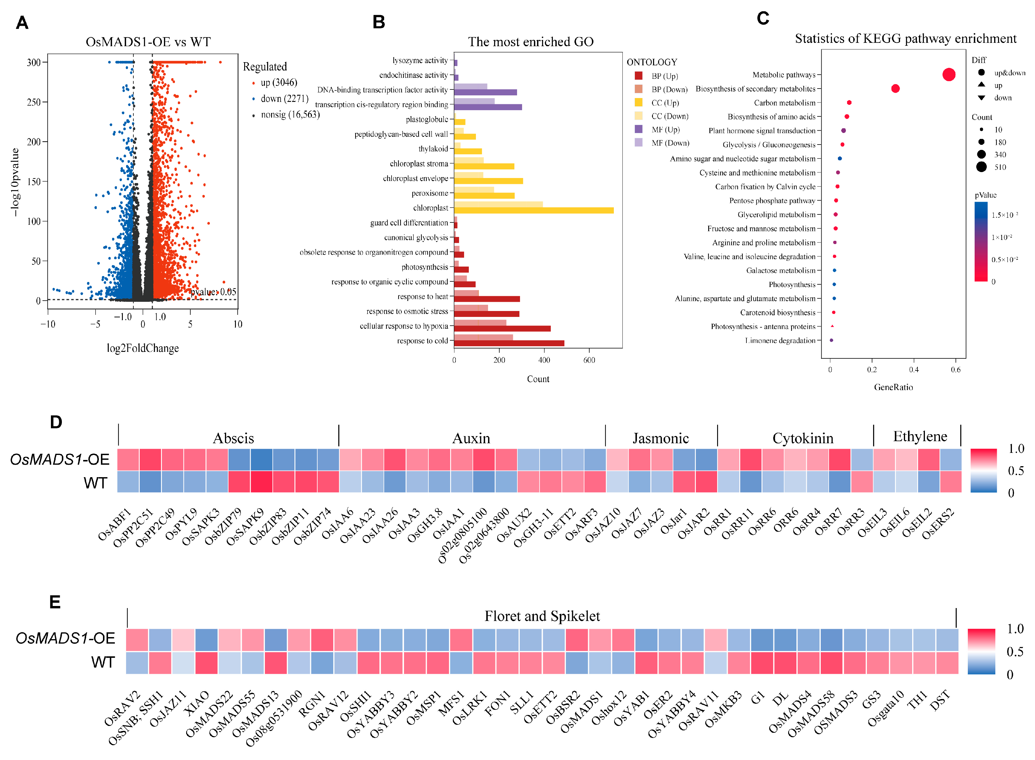 OsMADS1 Interacts with OsMADS22 and OsYABBY5 to Regulate Floral Organ ...