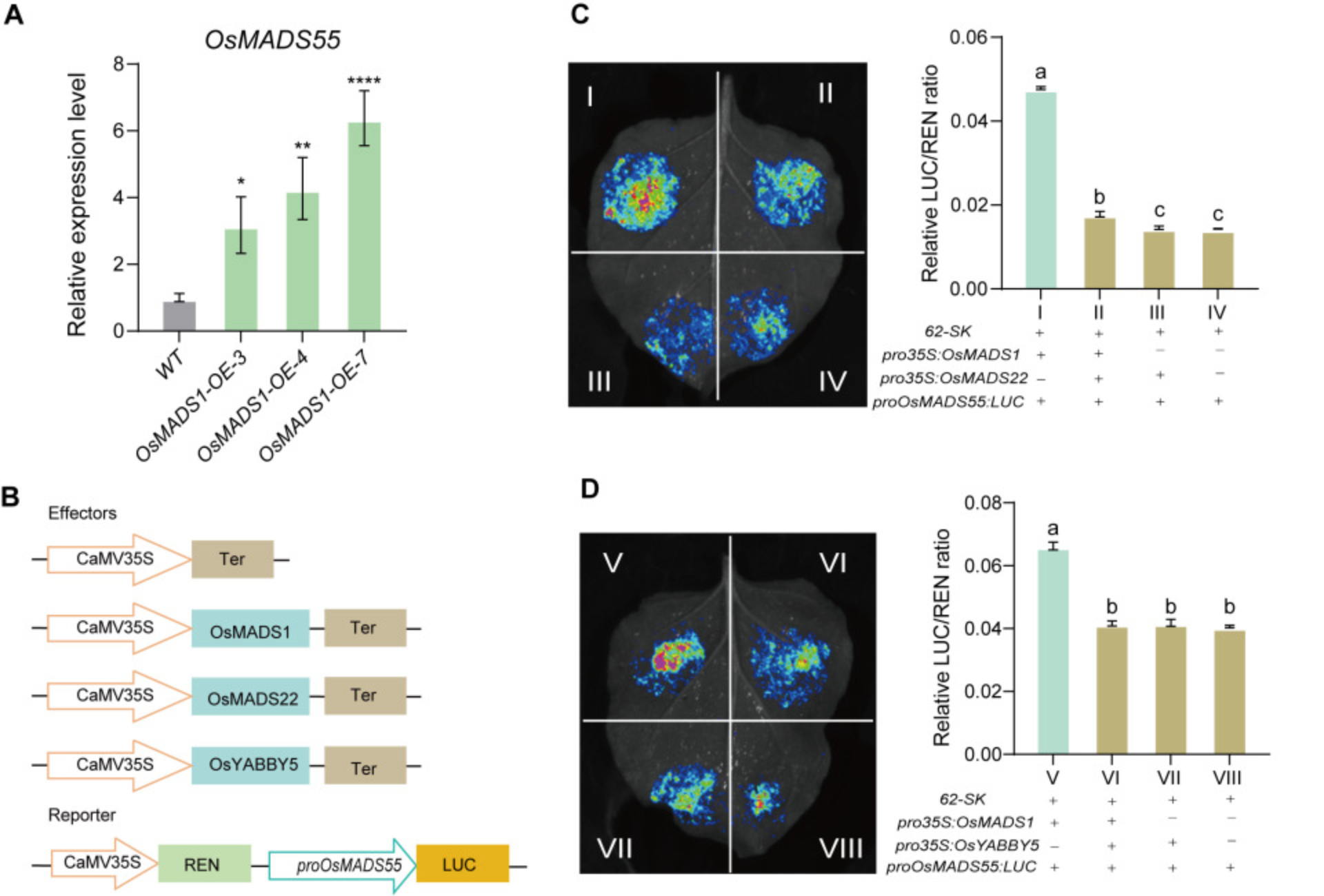 OsMADS1 Interacts with OsMADS22 and OsYABBY5 to Regulate Floral Organ ...