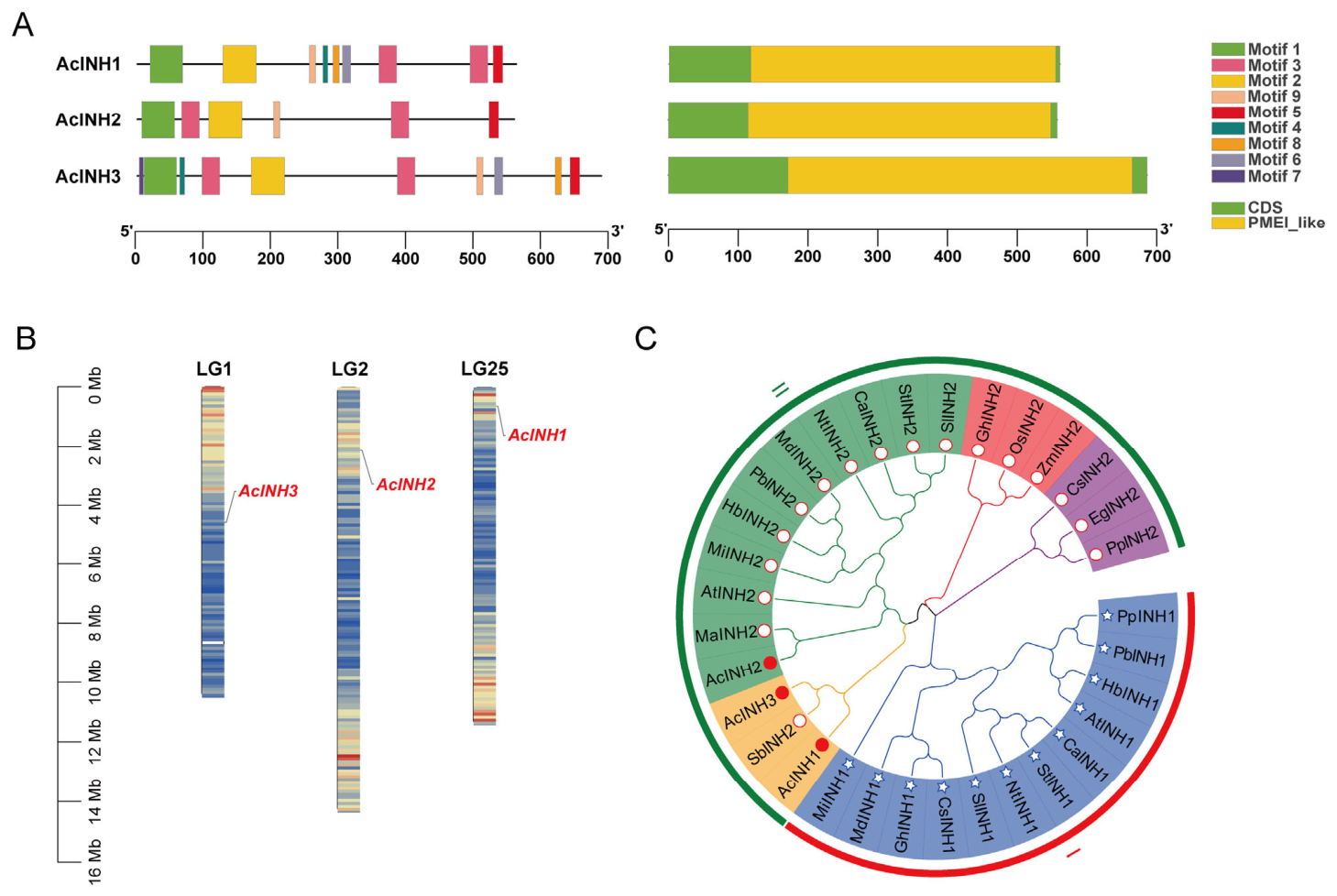 Genome-Wide Identification of Pineapple AcINH Genes and Functional ...
