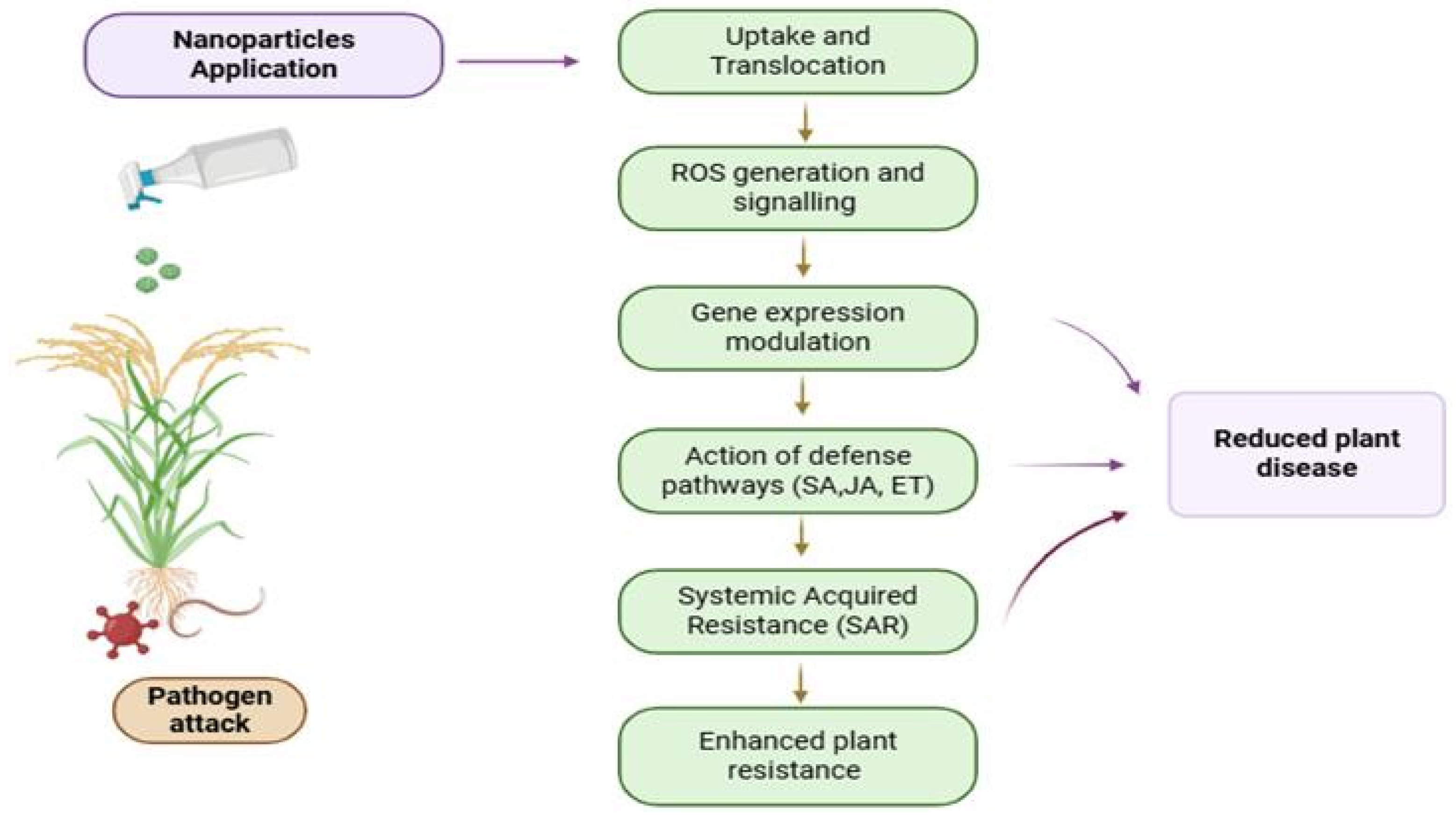 Nanoparticle-Induced Cross-Tolerance: A Review of Mechanisms for ...