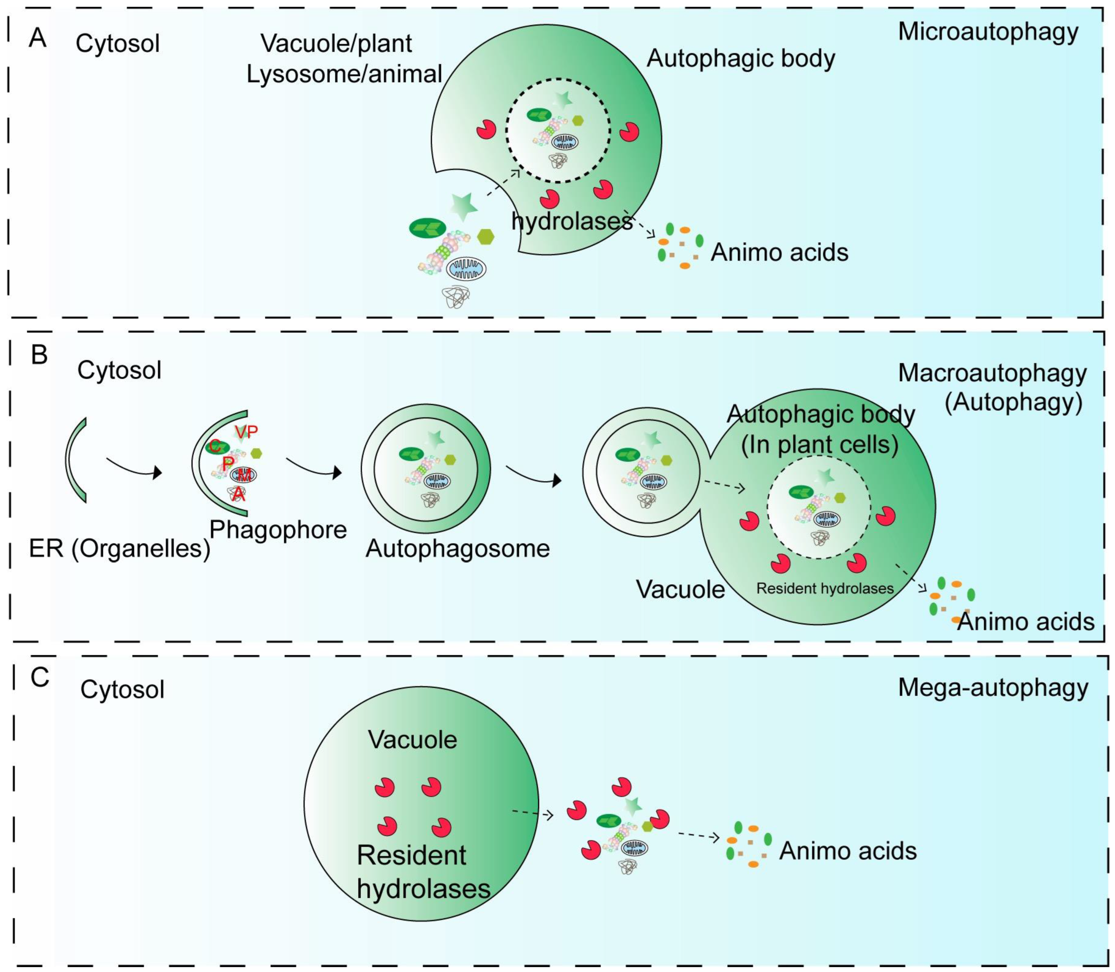 NBR1-Mediated Selective Autophagy in Plant Development and Stress Responses