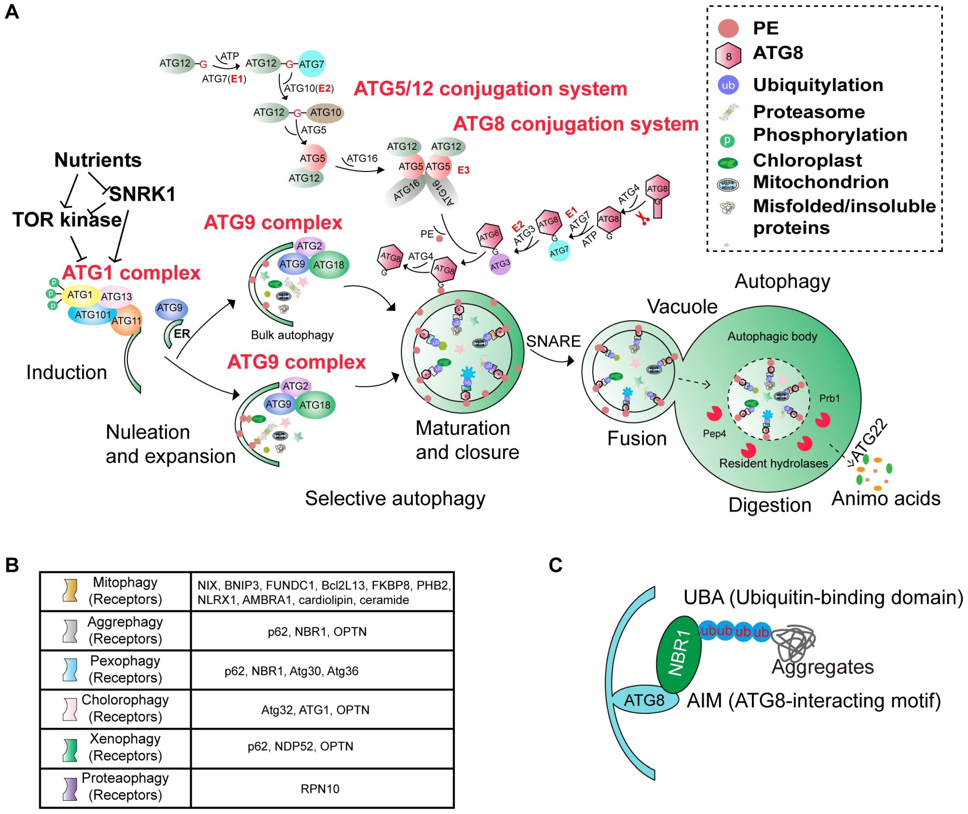 NBR1-Mediated Selective Autophagy in Plant Development and Stress Responses