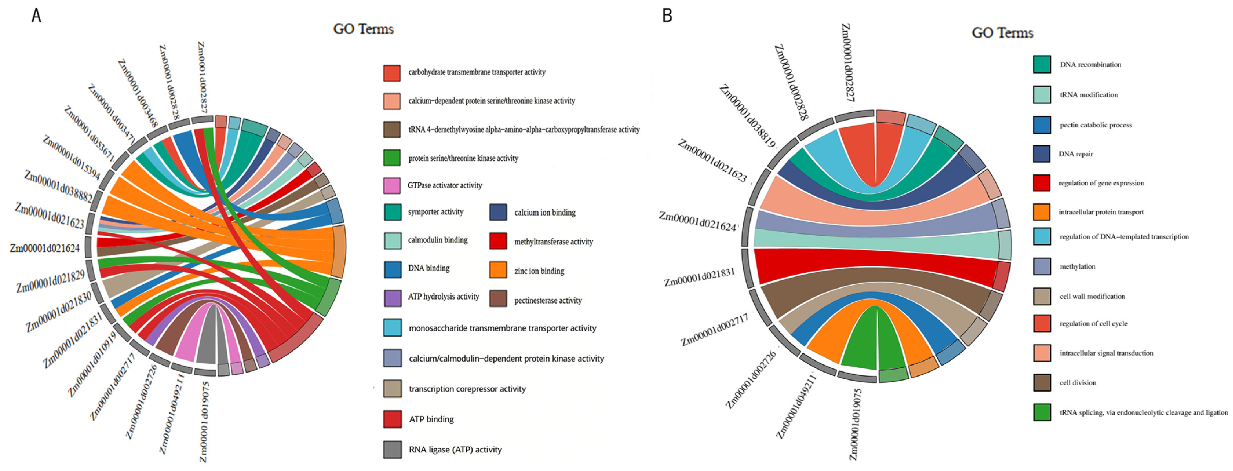 Genome-Wide Association Study of Plant and Ear Height in Maize (Zea ...