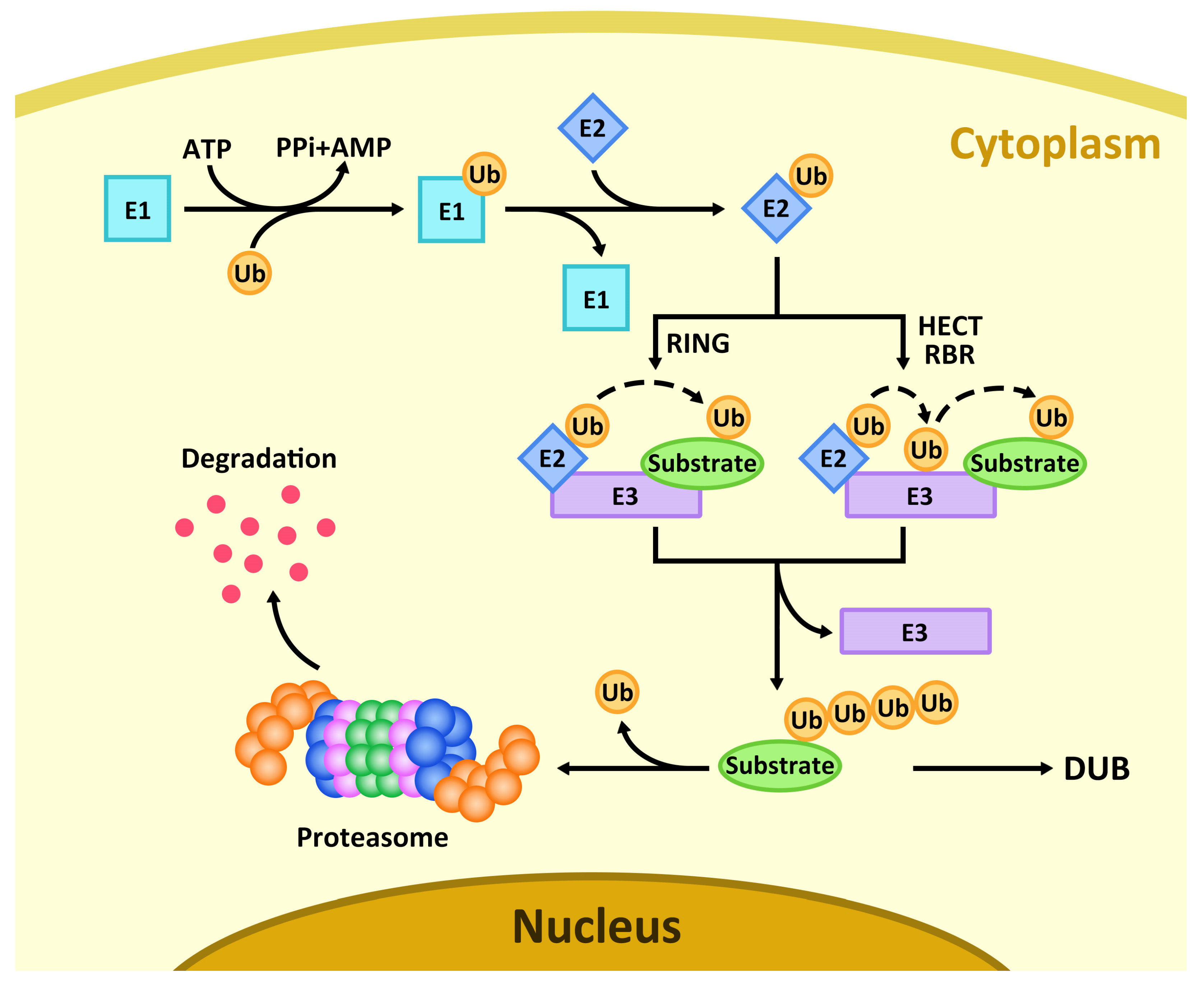 The Ubiquitin–Proteasome System in Flowering Plant Reproduction ...