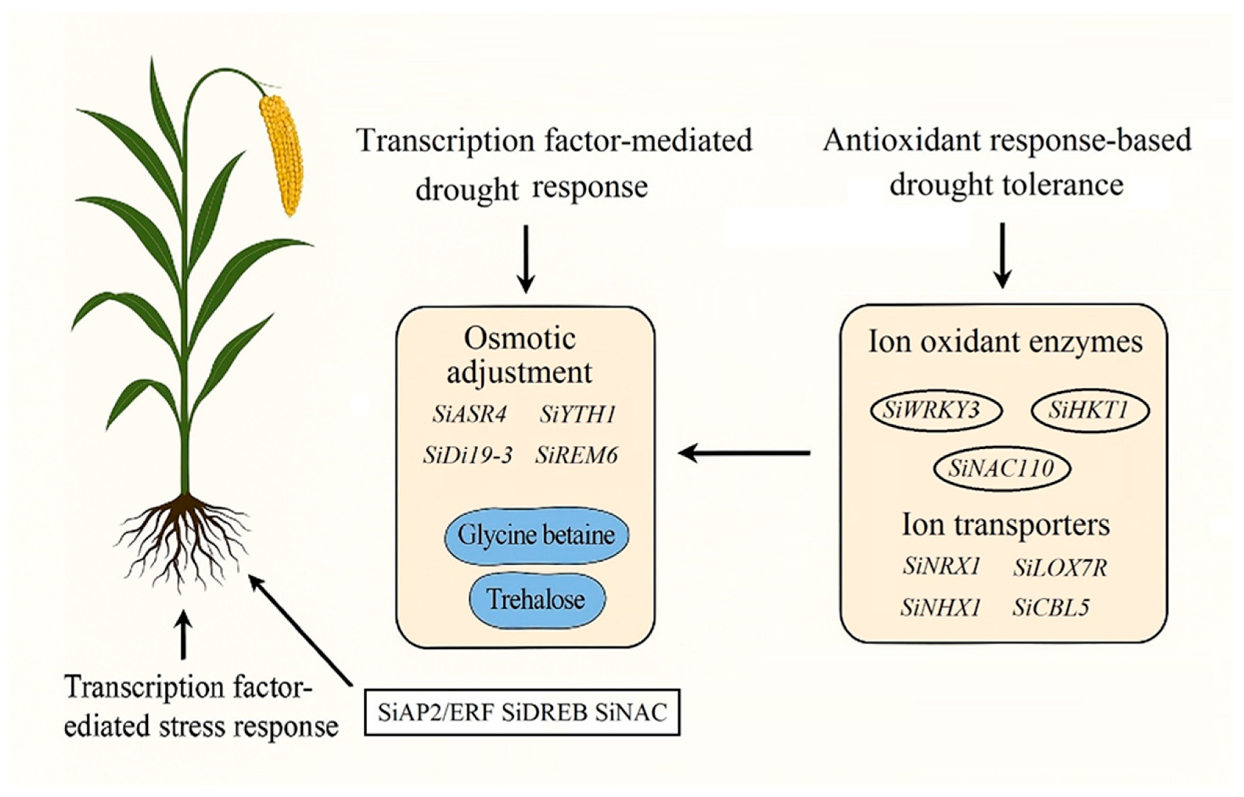 Abiotic Stress Tolerance in Foxtail Millet (Setaria italica L.): From ...