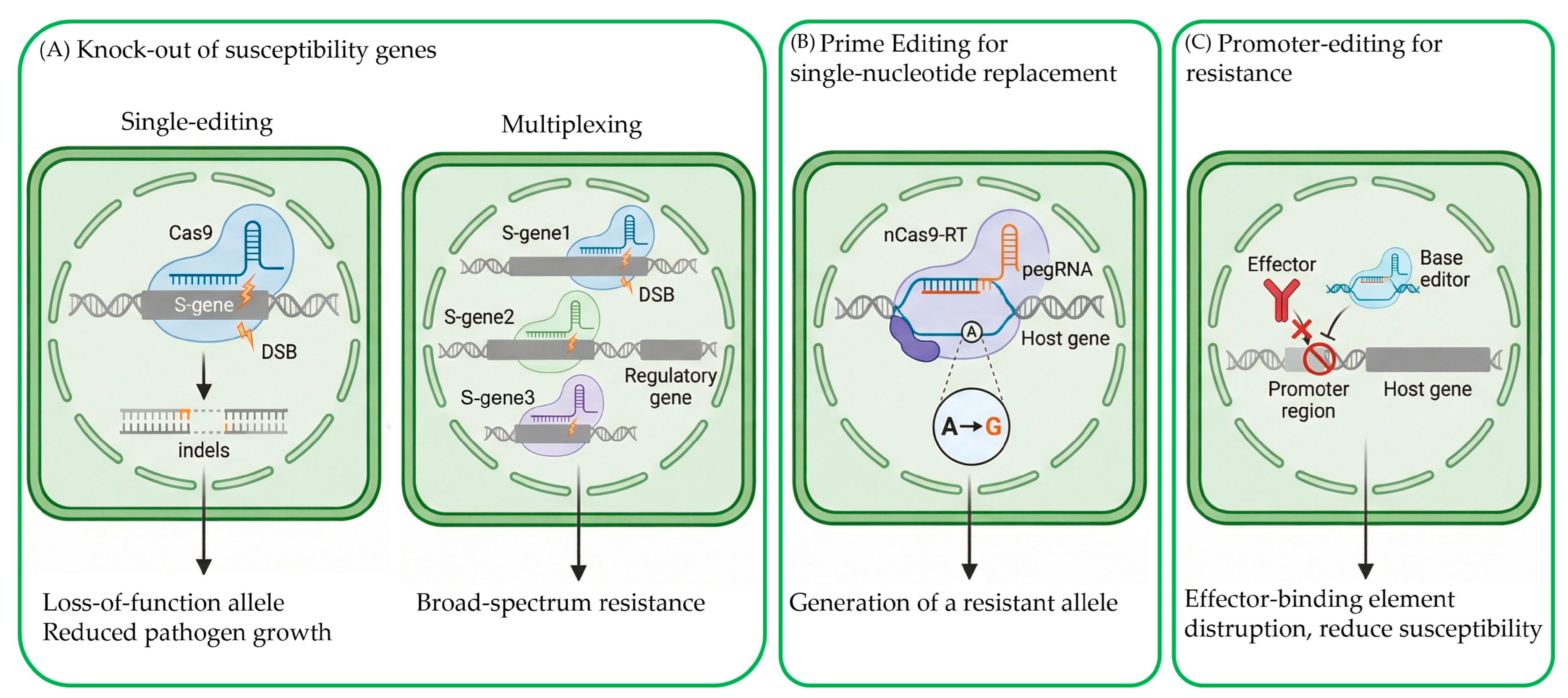 Advances in Genome Editing for Plant Disease Resistance Breeding