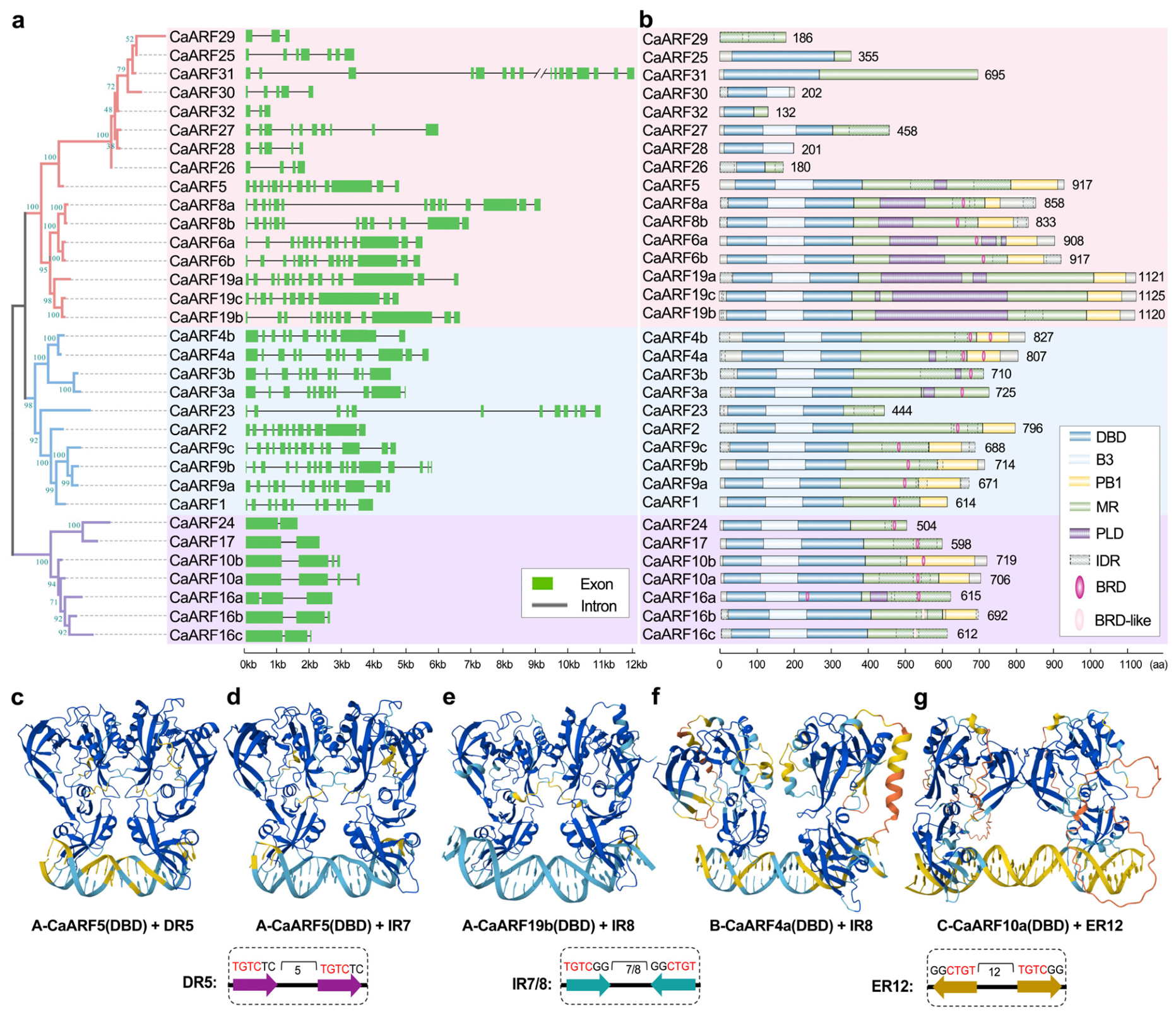 Genome-Wide Identification and Expression Analysis of the ARF Gene ...