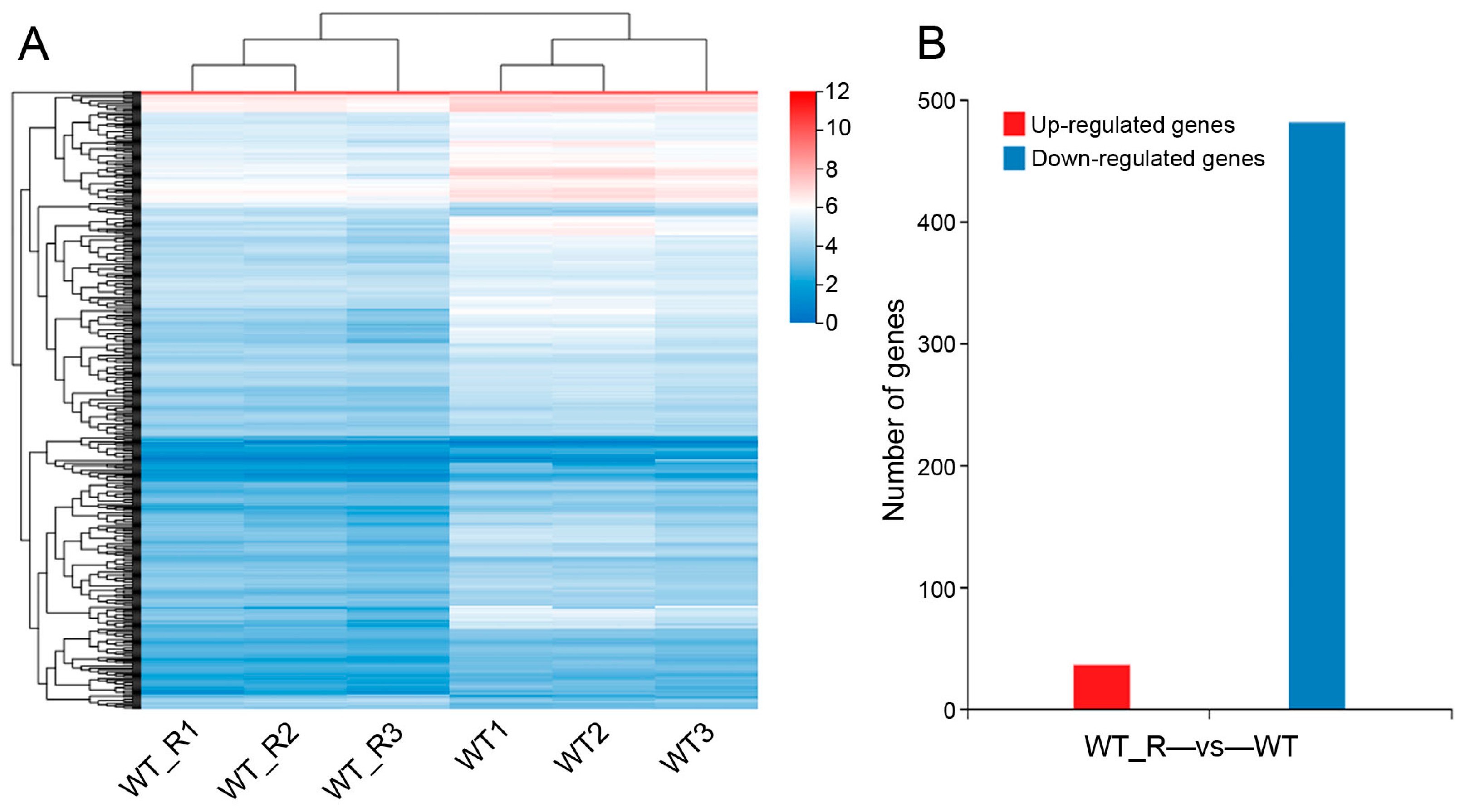 Transcriptomic Analysis Reveals the Role of AhERN1 in Peanut Nodulation