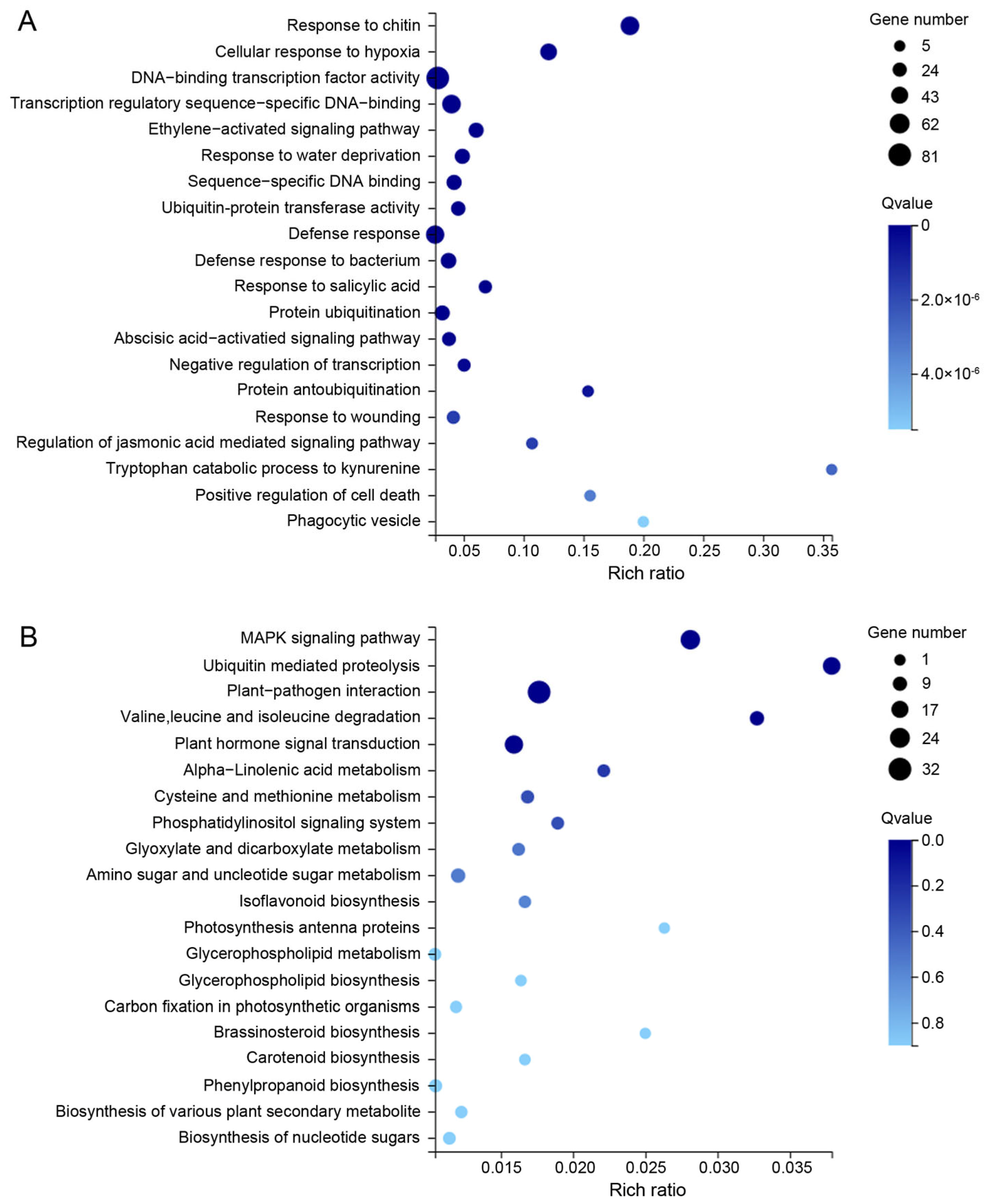 Transcriptomic Analysis Reveals the Role of AhERN1 in Peanut Nodulation