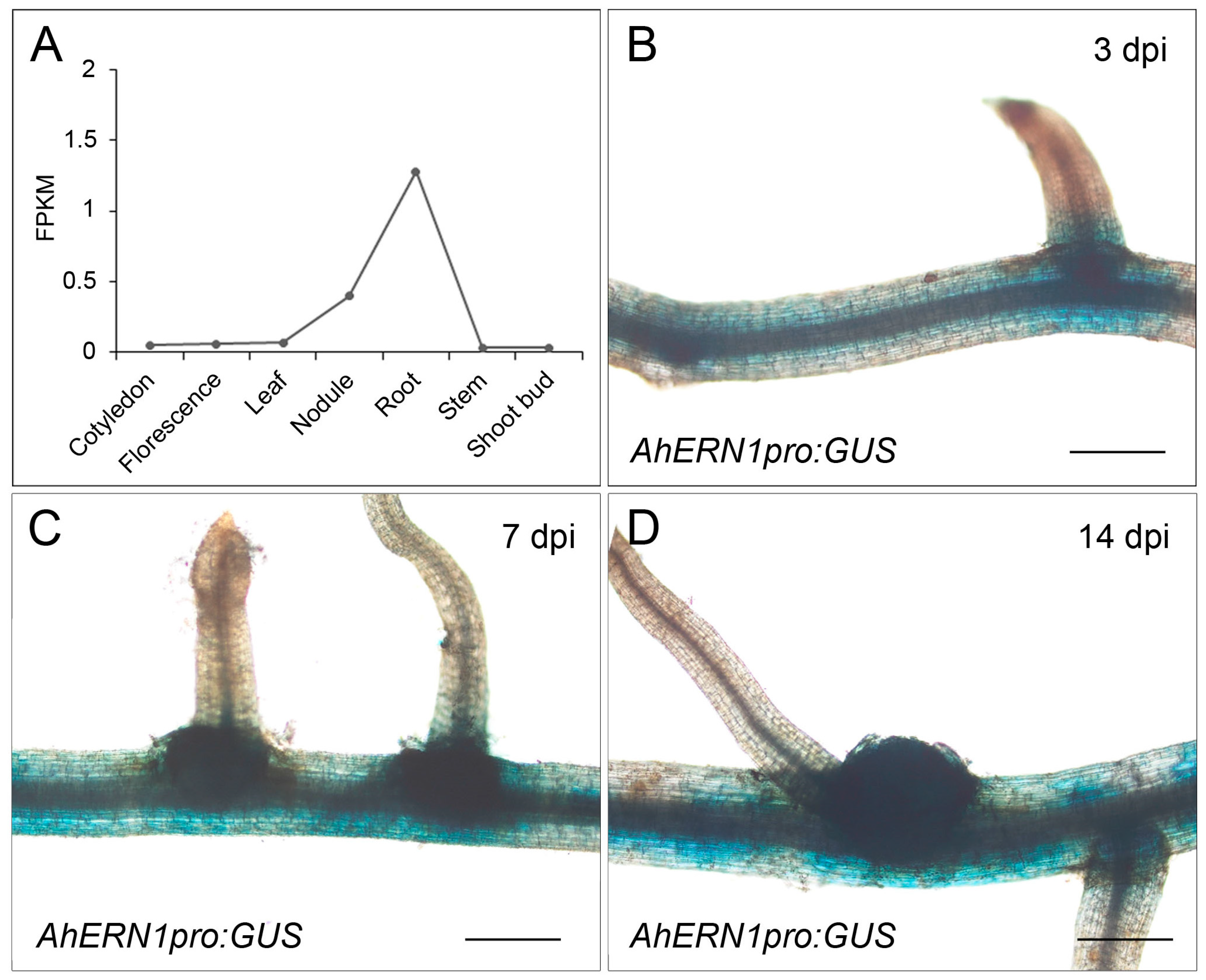 Transcriptomic Analysis Reveals the Role of AhERN1 in Peanut Nodulation