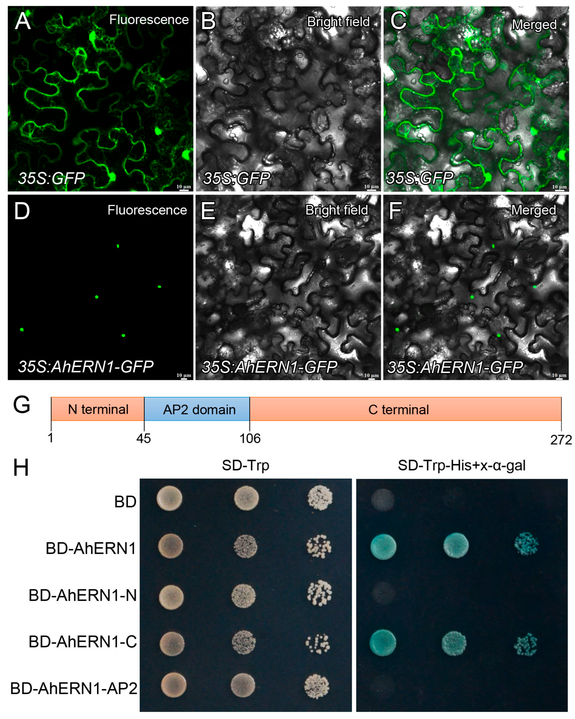 Transcriptomic Analysis Reveals the Role of AhERN1 in Peanut Nodulation