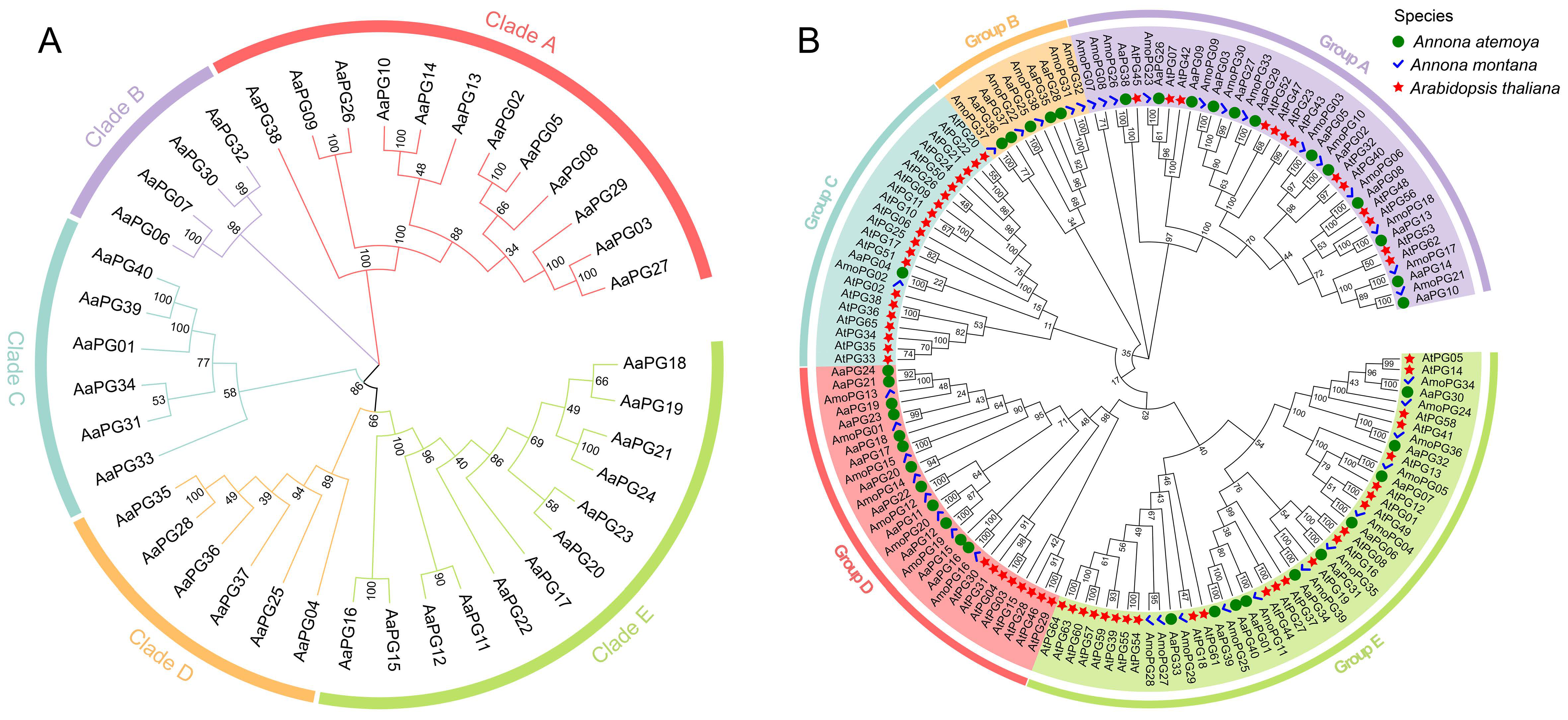Polygalacturonase Comprehensive Analysis of the Polygalacturonase Gene Family and ...