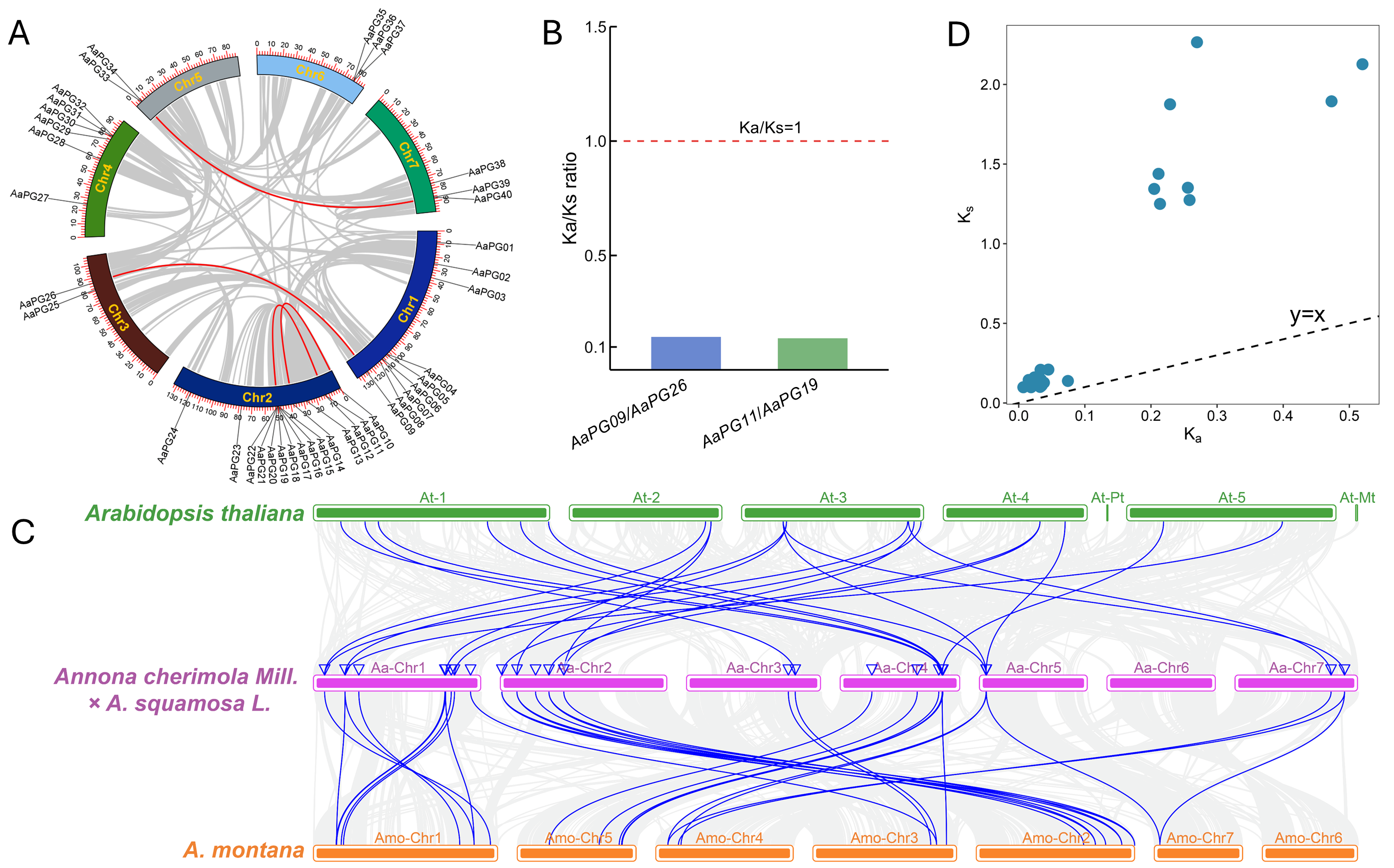 Polygalacturonase Comprehensive Analysis of the Polygalacturonase Gene Family and ...