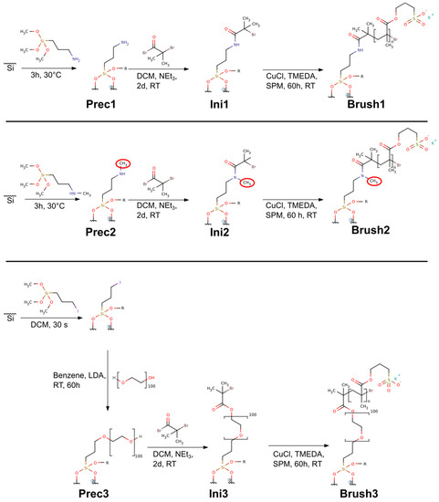 Polymers | Free Full-Text | Anionic Polymer Brushes for Biomimetic