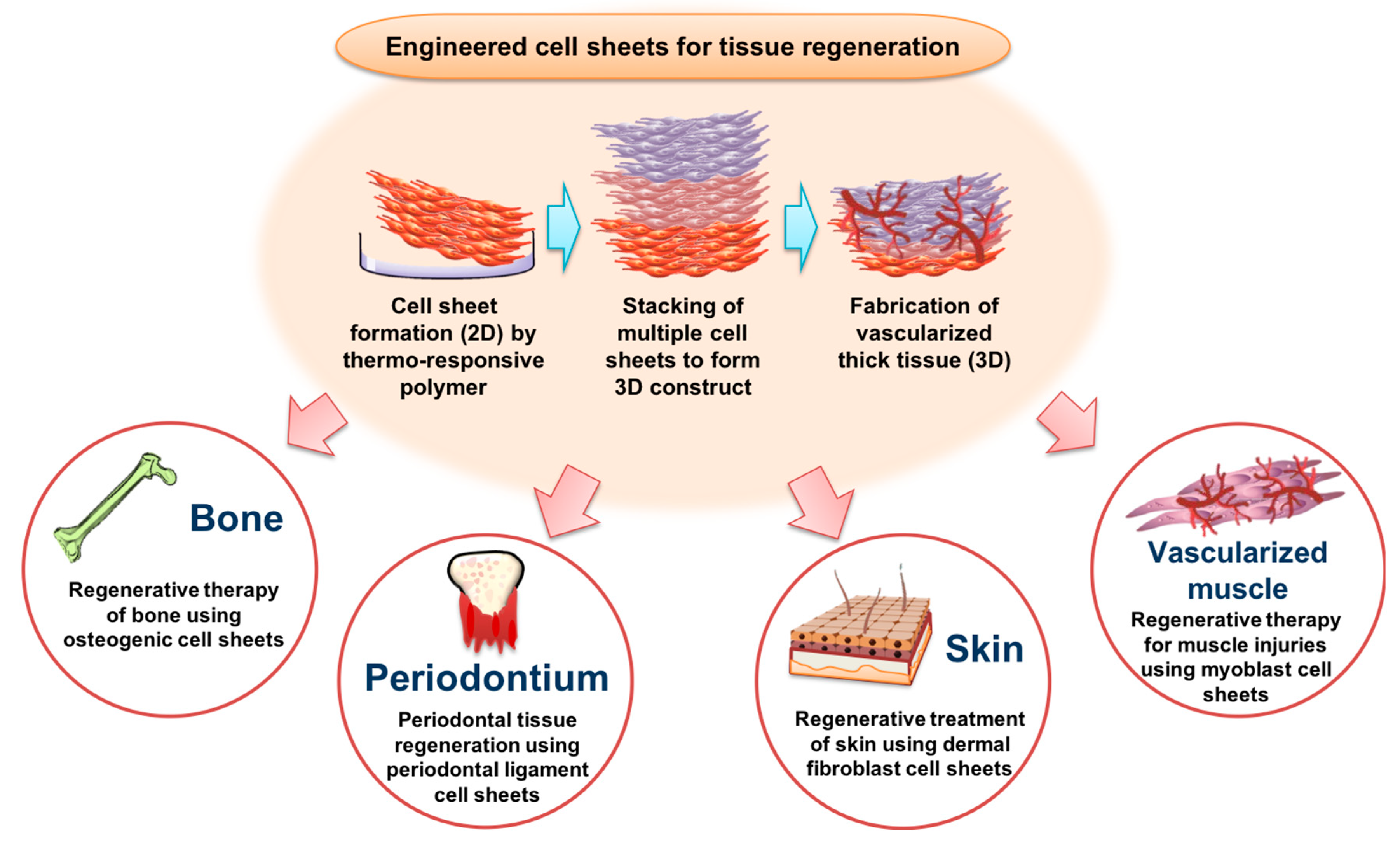Their cell. Tissue Regeneration. Cell Sheet. Стволовые клетки мышечной ткани. Tissue Cell.