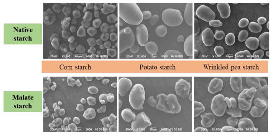 Pasting properties of blends of potato, rice and maize starches -  ScienceDirect