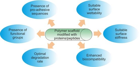 Polymers | Free Full-Text | Proteins and Peptides as Important 