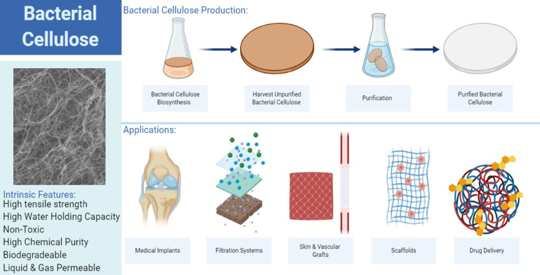 Recent Advances And Applications Of Bacterial Cellulose In Biomedicine Recent Advances And Applications Of Bacterial Cellulose In Biomedicine