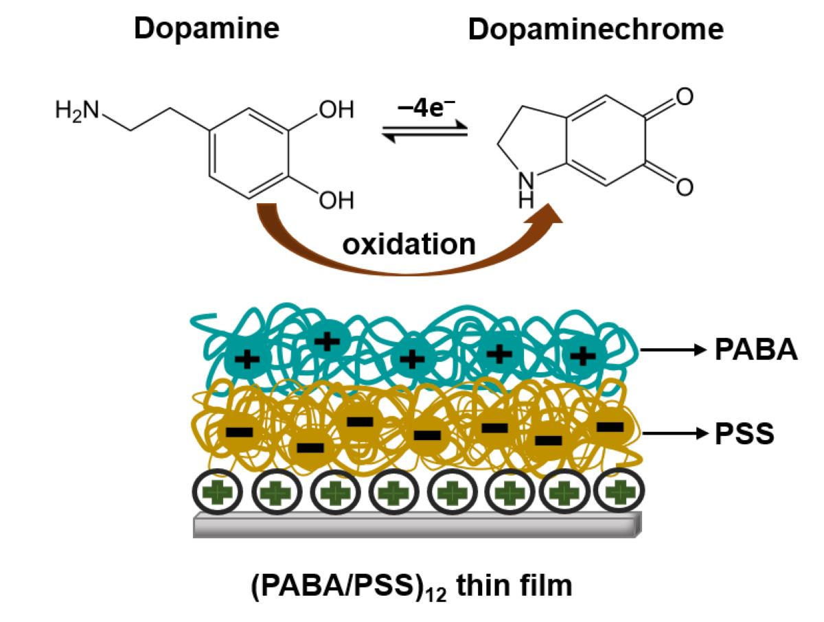 Polymers | Free Full-Text | Electrochemical Dopamine Biosensor 