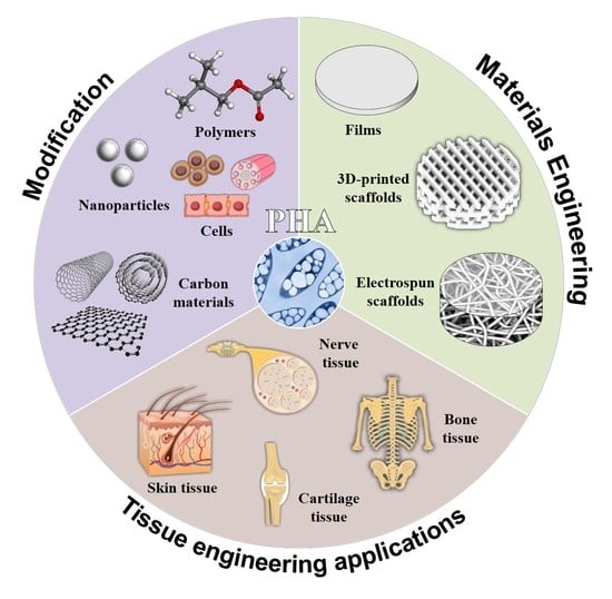 Polymers | Free Full-Text | Review of Hybrid Materials Based on Polyhydroxyalkanoates for Tissue Engineering Applications