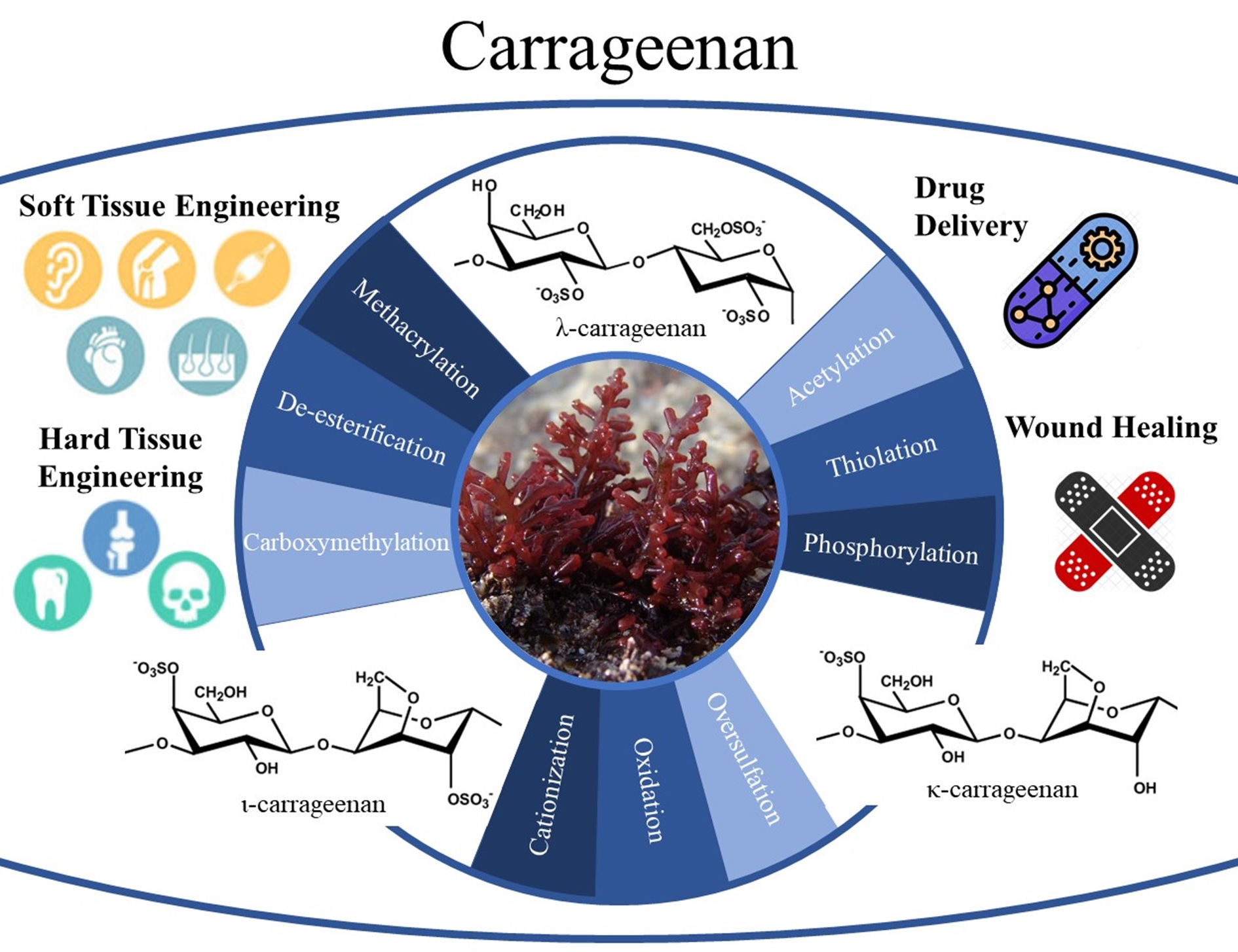 Carrageenan oligosaccharides: A comprehensive review of