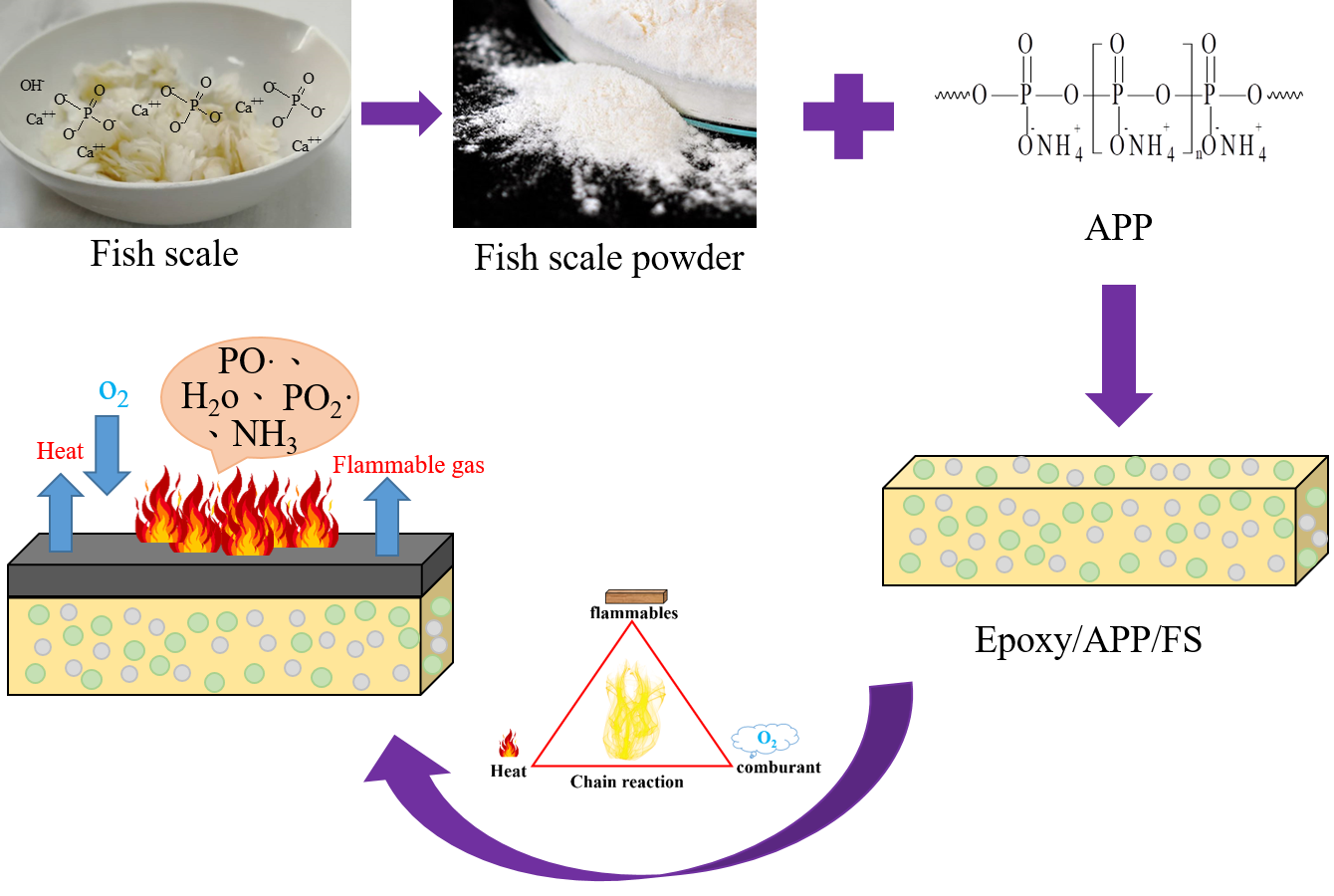Structural and mechanical properties of fish scales for the bio
