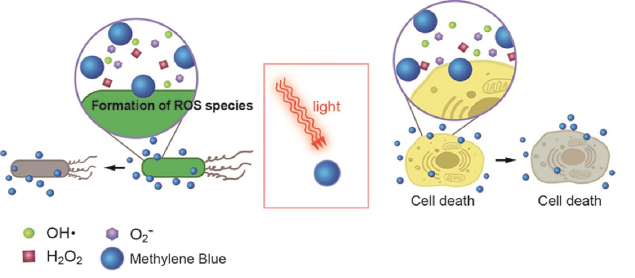How does Methylene Blue Powder function in photodynamic therapy? How does Methylene Blue Powder function in photodynamic therapy?