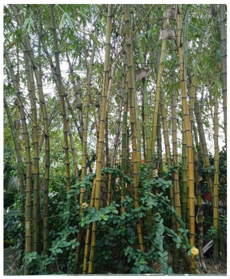 Structural bamboo composites: A review of processing, factors