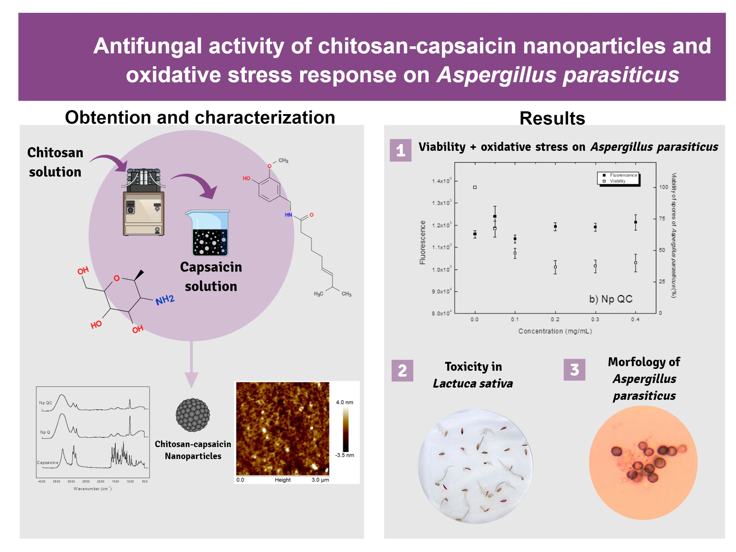 Polymers Free Full Text Relationship Between The Antifungal