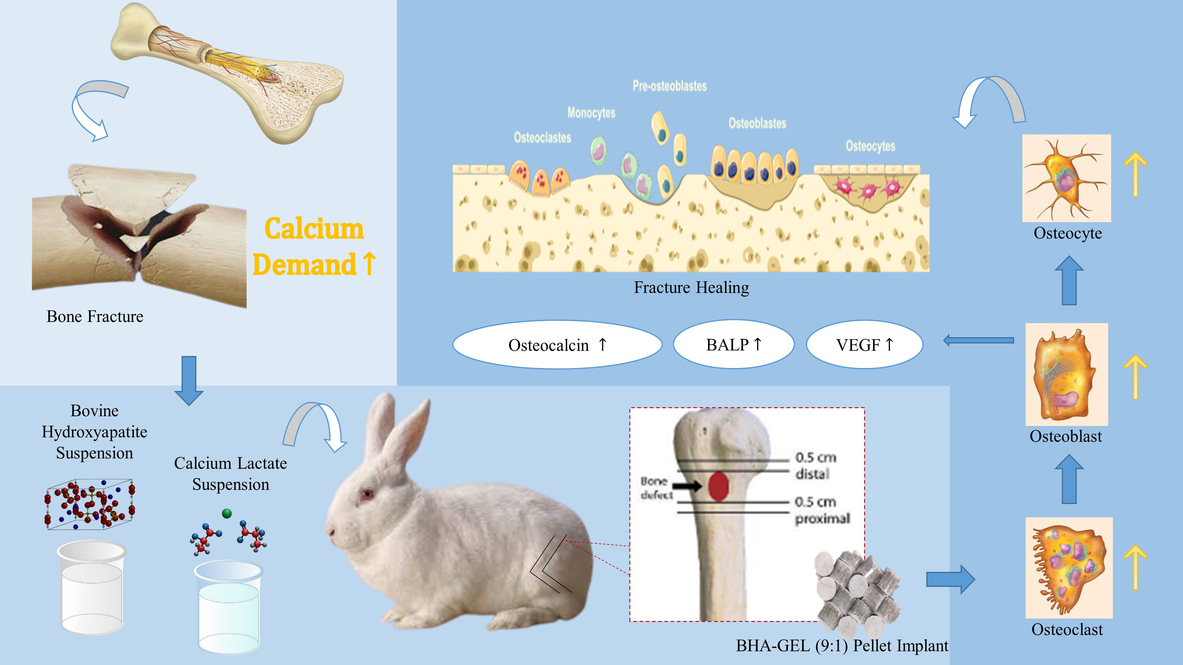 Polymers | Free Full-Text | Acceleration of Bone Fracture Healing through  the Use of Bovine Hydroxyapatite or Calcium Lactate Oral and Implant Bovine  Hydroxyapatite–Gelatin on Bone Defect Animal Model