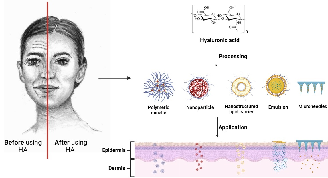 Layer-by-Layer Coatings of Collagen–Hyaluronic acid Loaded with an
