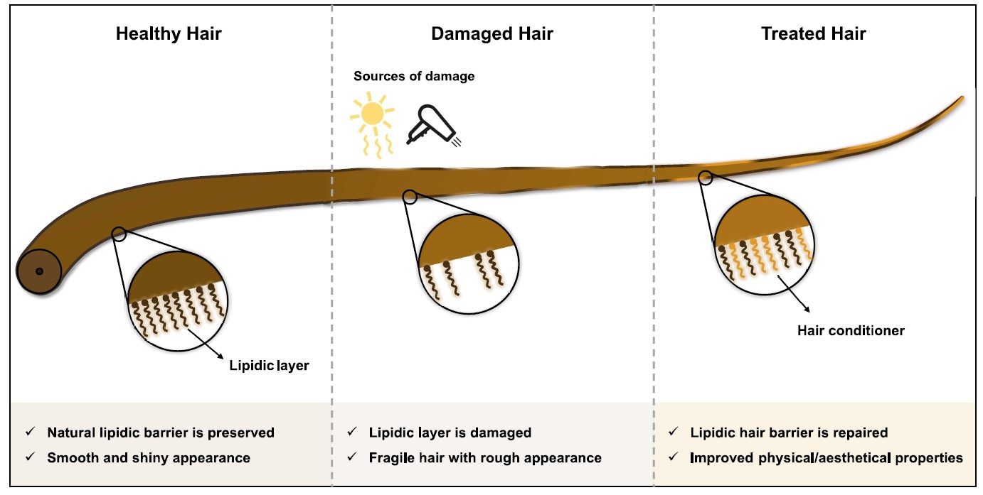On Hair Care Physicochemistry From Structure And Degradation To Novel On Hair Care Physicochemistry From Structure And Degradation To Novel