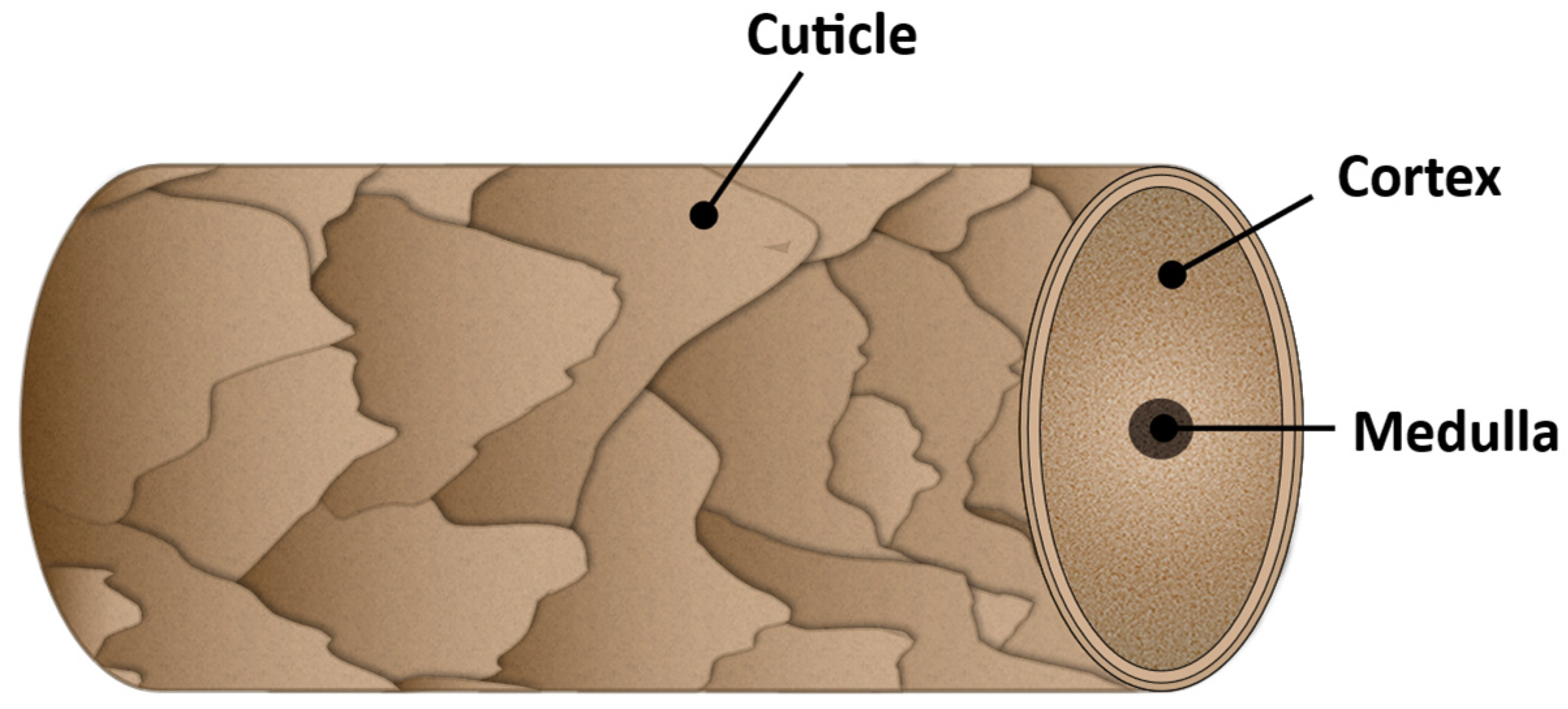 On Hair Care Physicochemistry From Structure And Degradation To Novel On Hair Care Physicochemistry From Structure And Degradation To Novel