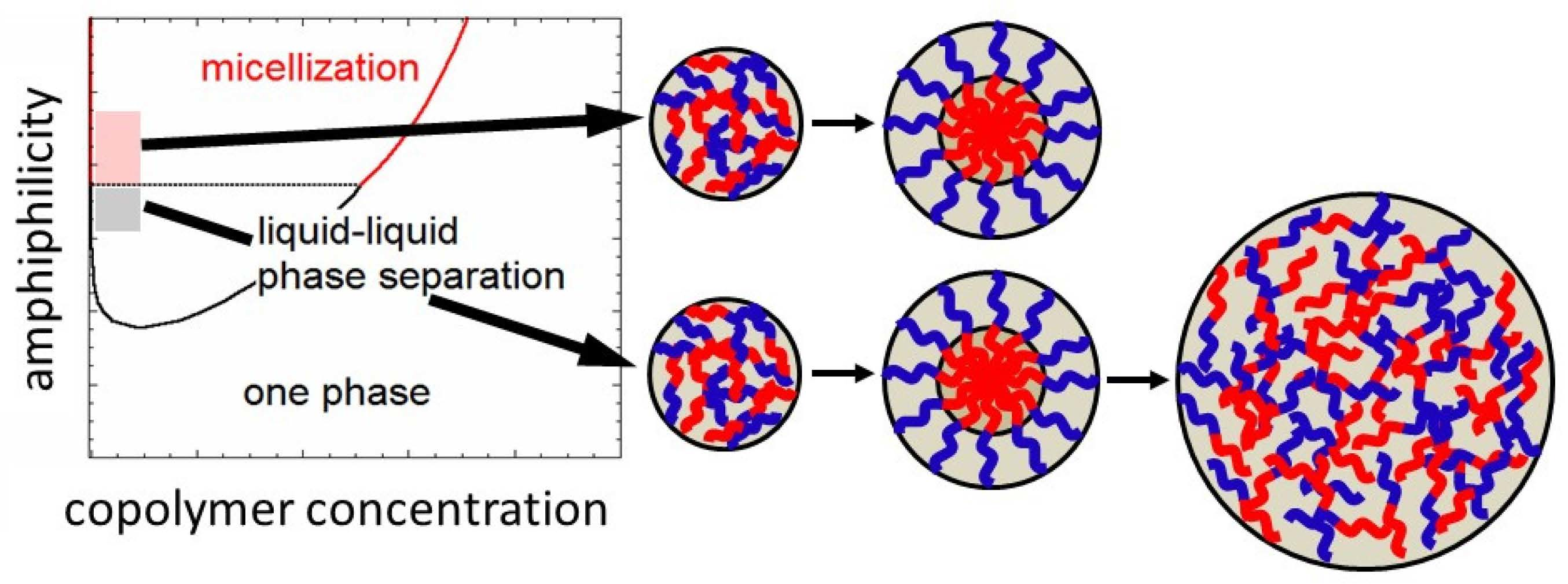 Polymers | Free Full-Text | Kinetics of Micellization and  Liquid–Liquid Phase Separation in Dilute Block Copolymer Solutions
