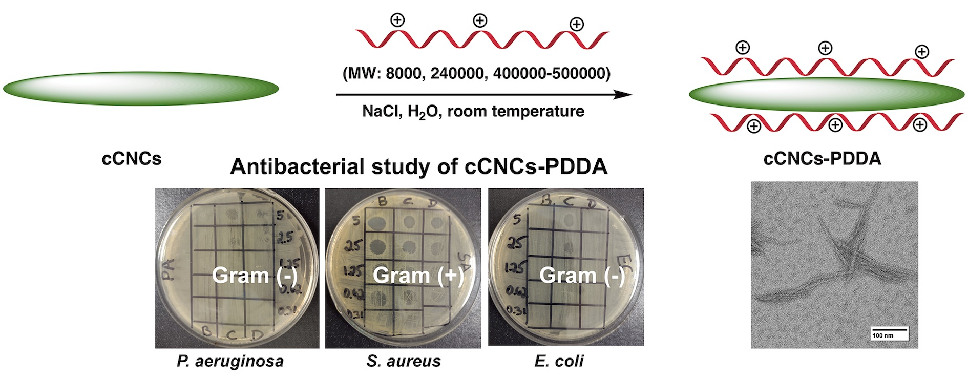 Polymers | Free Full-Text | Carboxylated Cellulose Nanocrystals ...