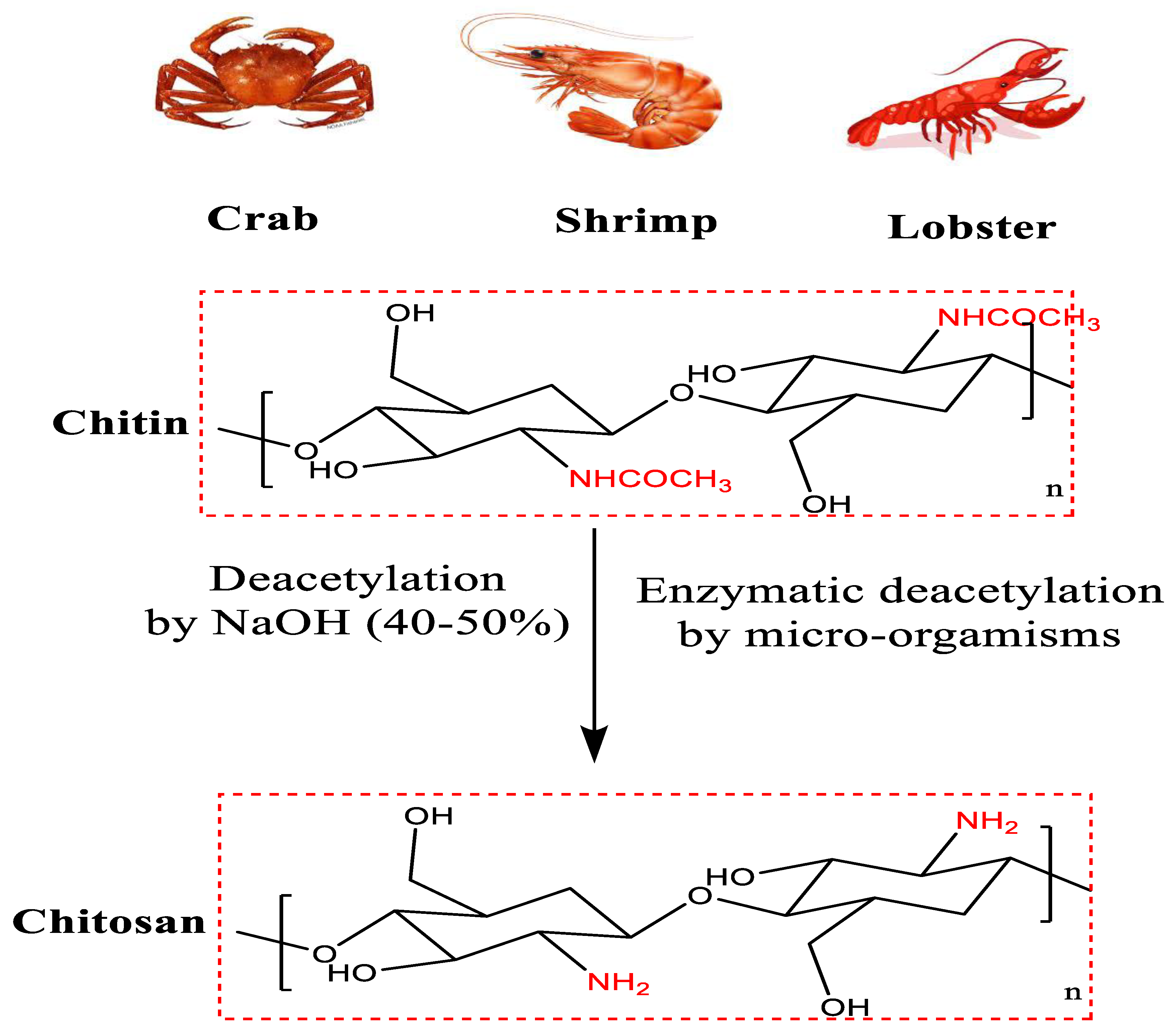 Polymers | Free Full-Text | A Review of Chitosan and Chitosan Nanofiber ...