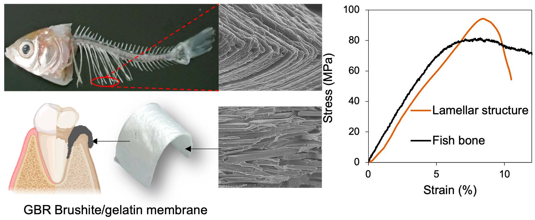 Real Fish Skeleton Model - Fish Skeleton Embedded Specimen Model -  Biological Teaching Model Fish Bone Model - for Scientific Teaching  Research, Lab
