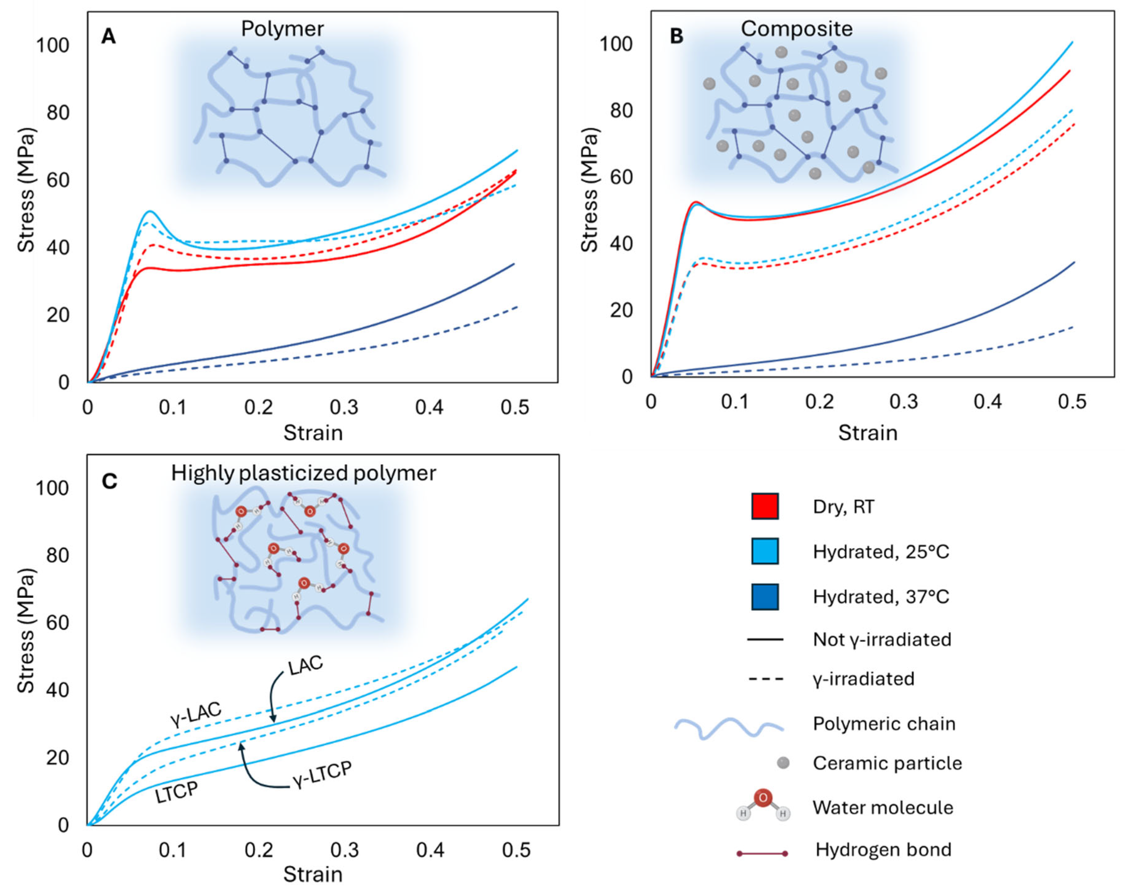 Effect of Gamma Irradiation and Simulated Physiological Conditions on ...