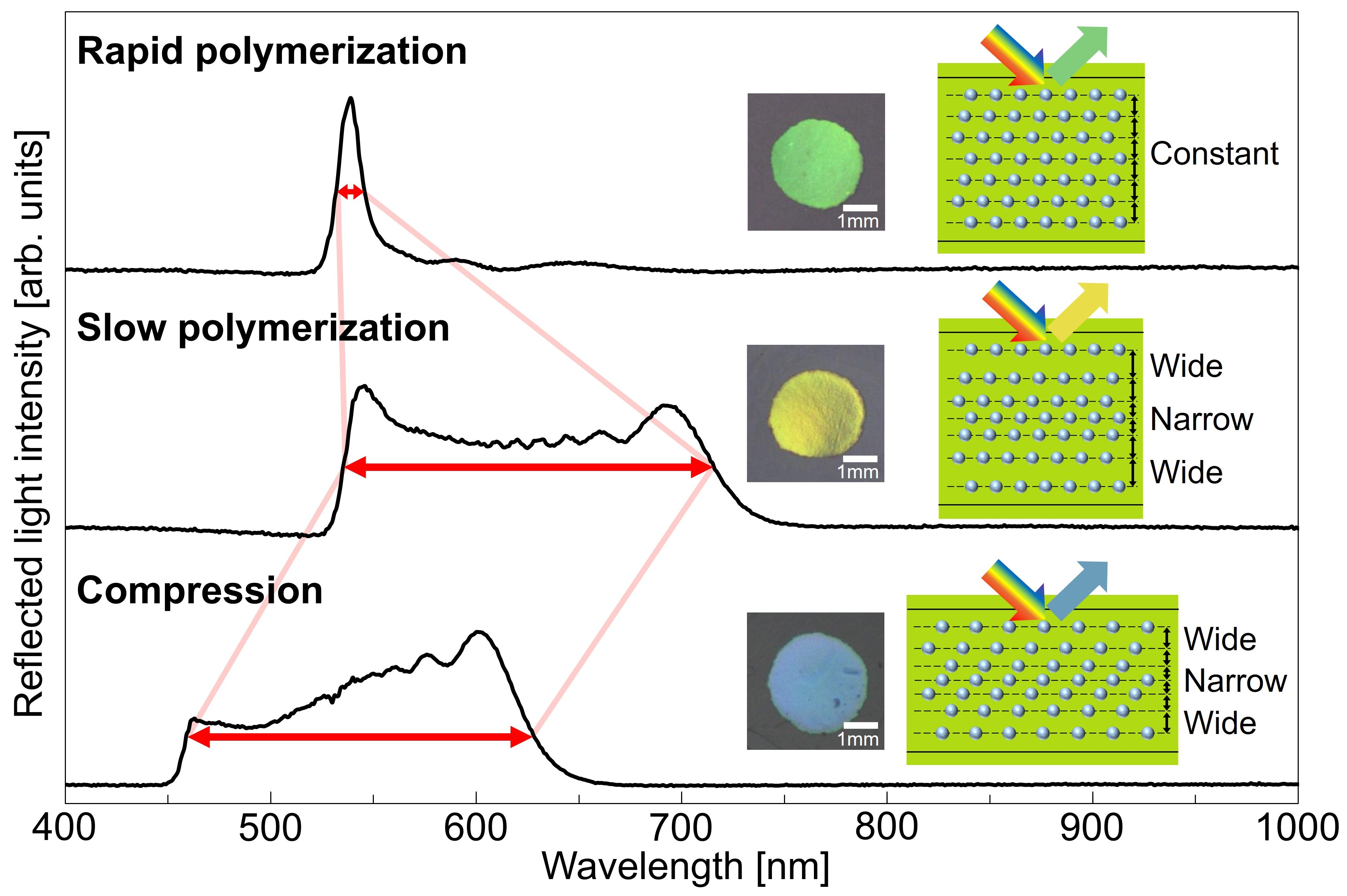 Expansion of Bragg Reflection Width and Tuning Wavelength in Elastomer ...