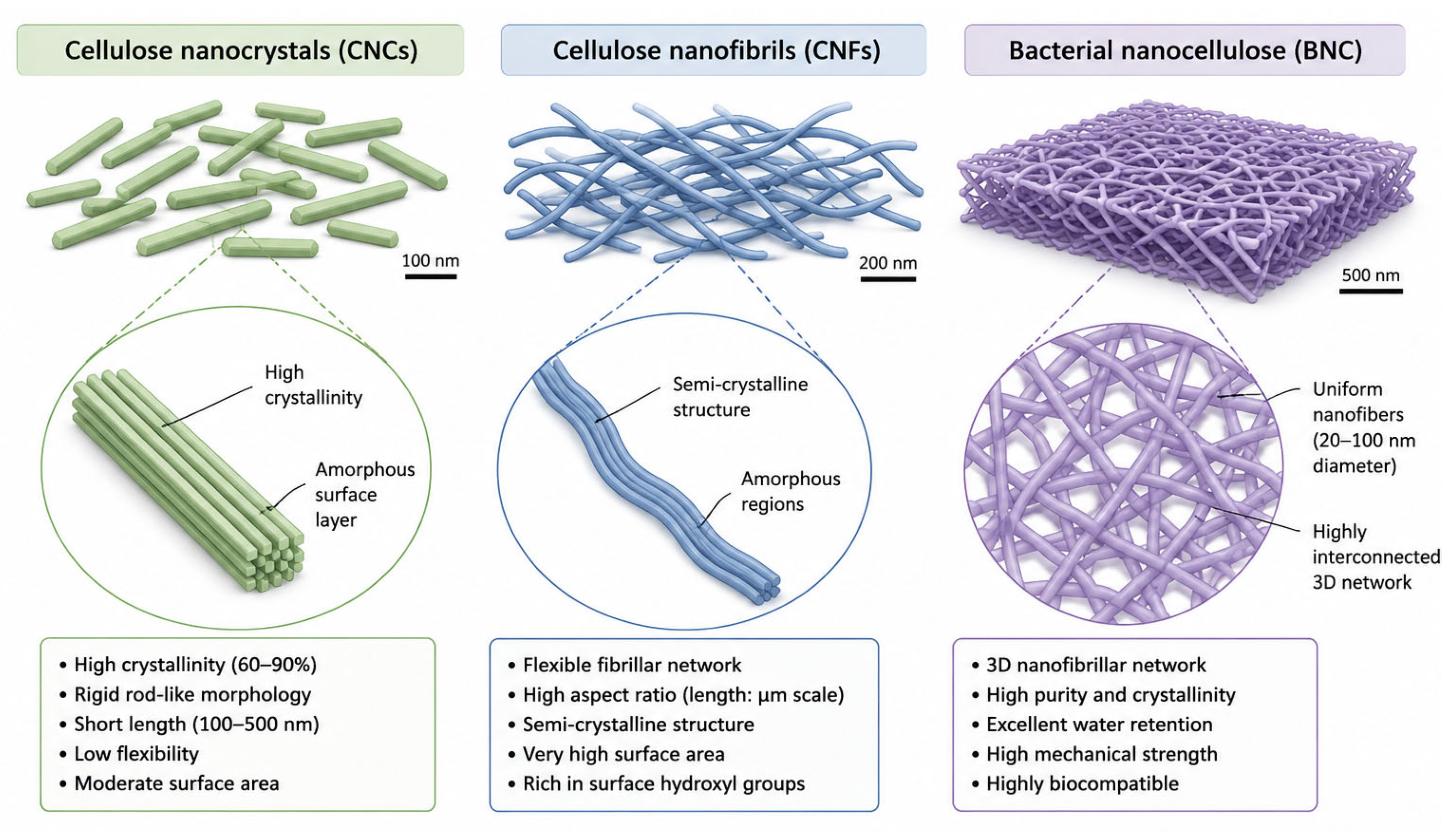 From Cellulose to Nanocellulose: Functionalization Strategies and ...