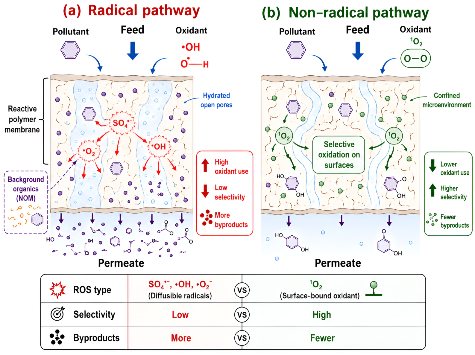 Reactive Polymeric Membranes for Advanced Water Treatment: Bridging ...