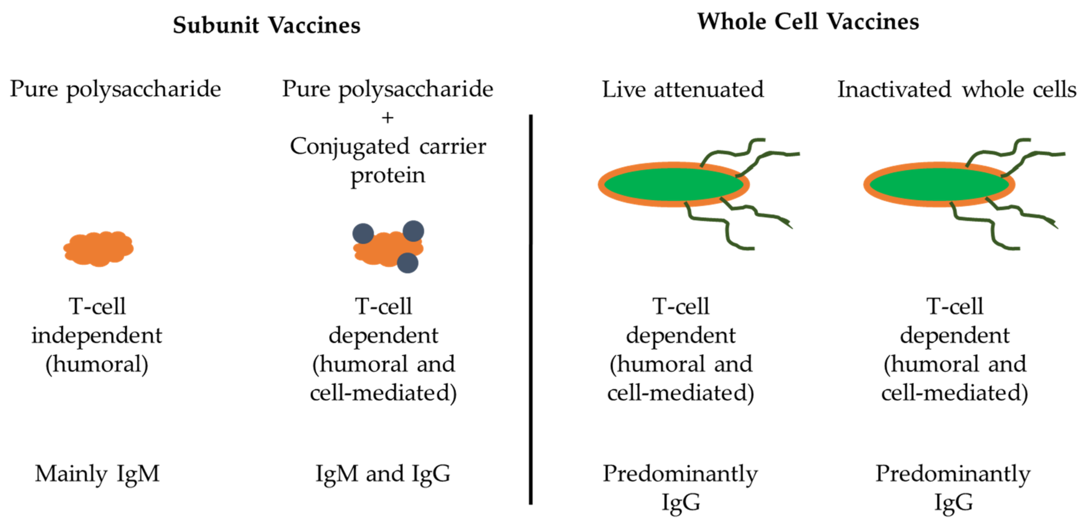 Polysaccharides | Free Full-Text | Polysaccharide Vaccines: A