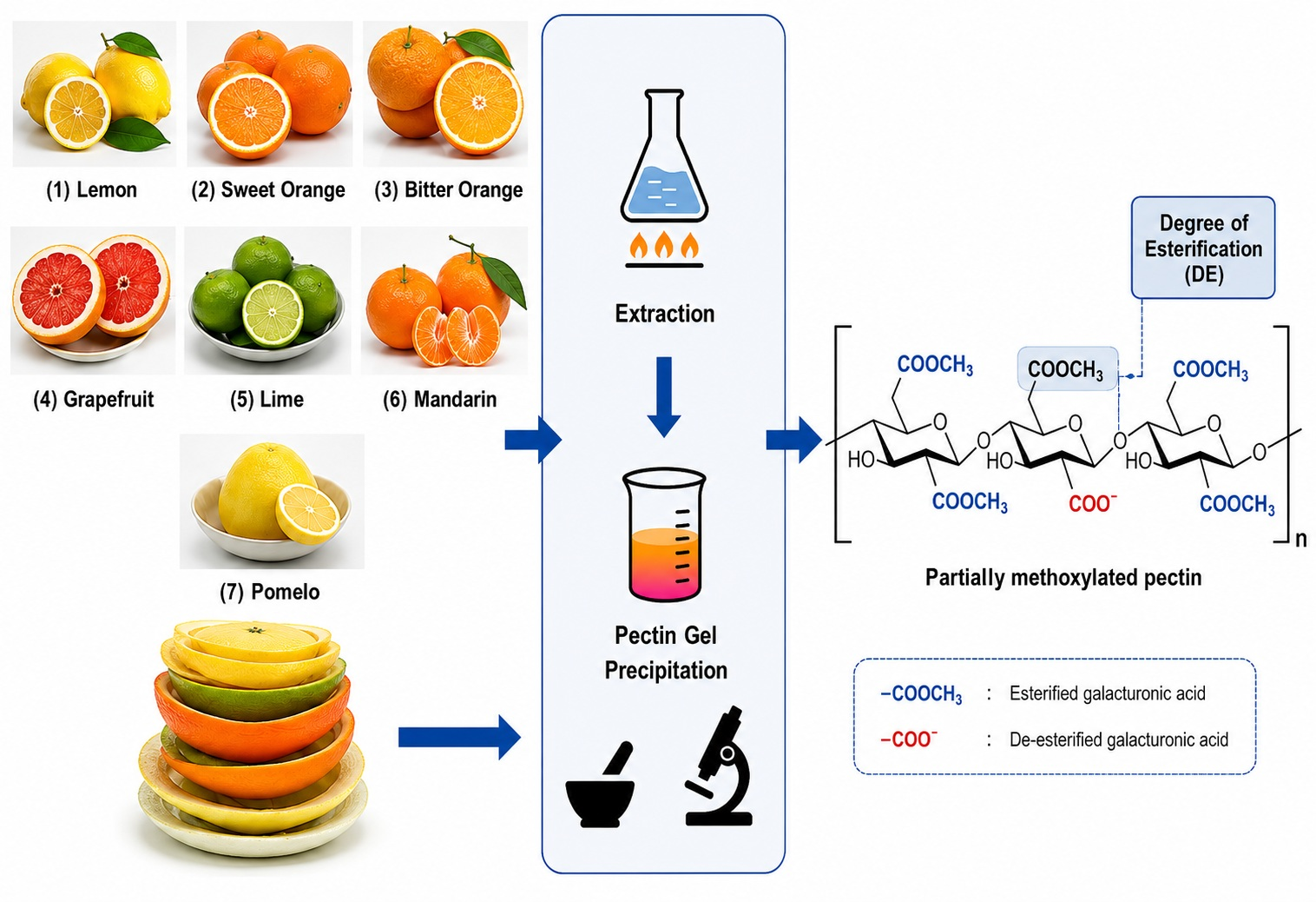 Multifunctional Citrus Peel Pectins from Seven Species: A Comparative ...