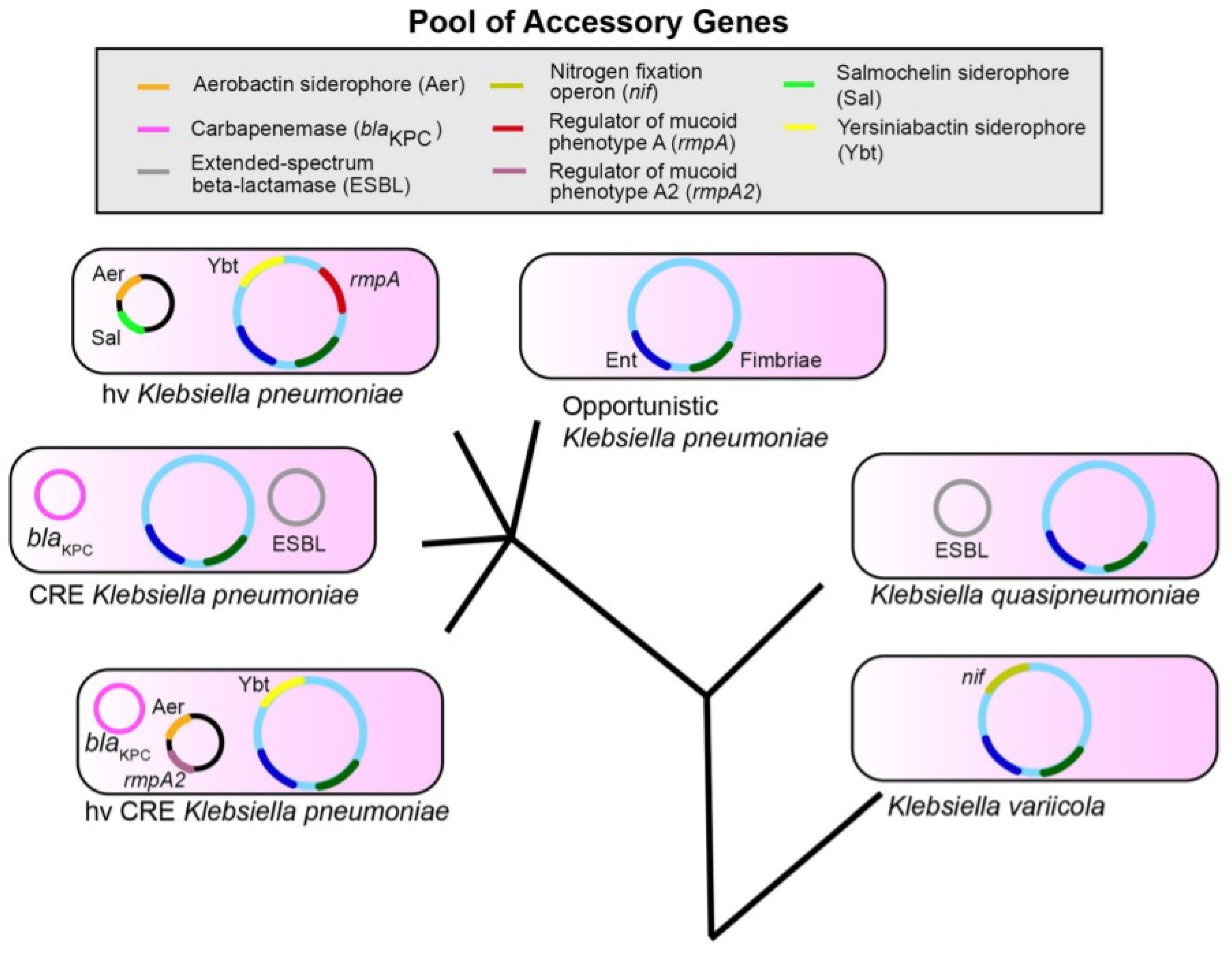 Klebsiella Pneumoniae Multidrug Resistant Organism At Veronica Green Blog Klebsiella Pneumoniae Multidrug Resistant Organism At Veronica Green Blog