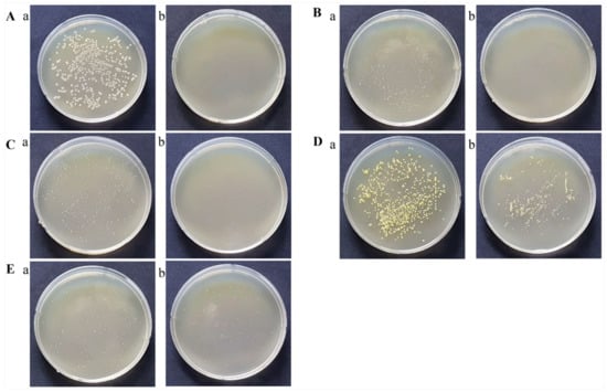 Processes | Free Full-Text | Bactericidal and Virucidal Efficacies and ...