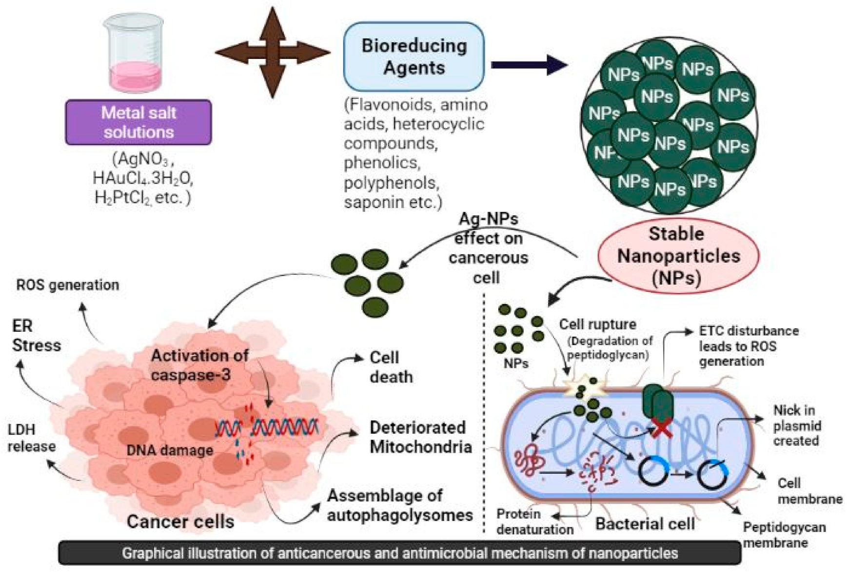 Full article: Biomedical Potential of Plant-Based Selenium Nanoparticles: A  Comprehensive Review on Therapeutic and Mechanistic Aspects